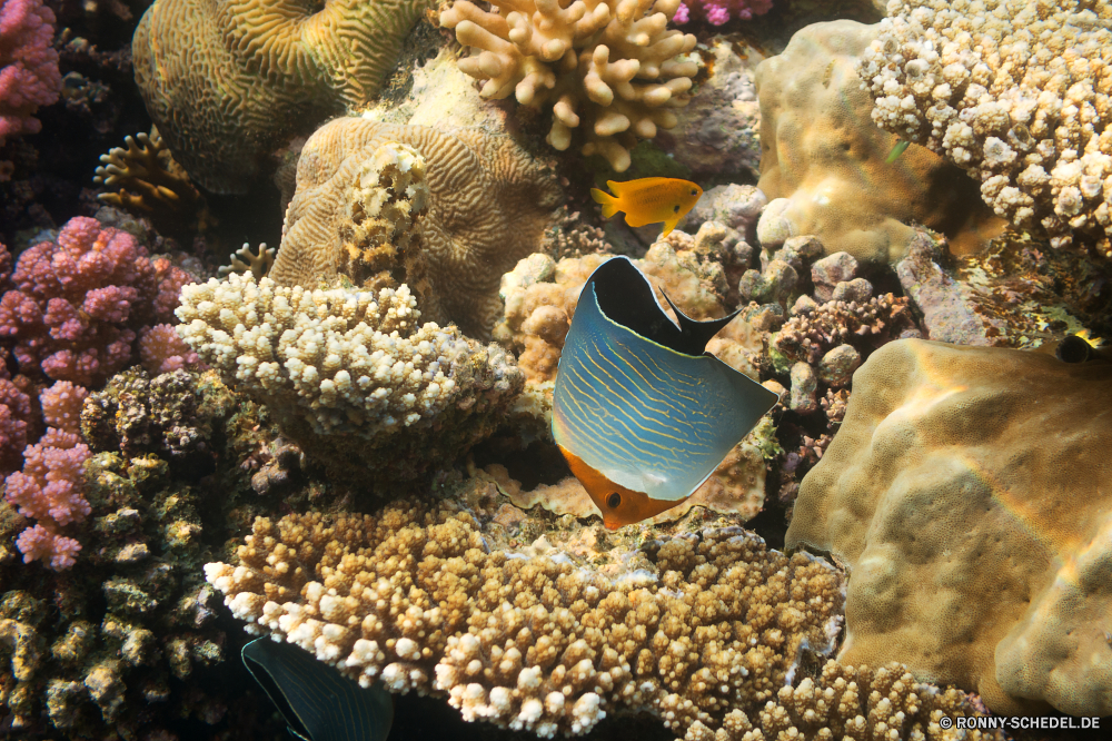 Lahami Bay Riff Anemonenfisch Unterwasser Koralle Meer Fisch Tropischer Ozean Marine Wasser Tauchen aquatische Tauchgang Salzwasser Polyp exotische Tauchen coelenterate Wirbellose Coral reef Kolonie Urlaub Reisen bunte erkunden tief Exploration Tourismus Leben Aquarium Orte Grat Seeanemone Sonnenlicht Traum Blasen Wildtiere Sonne Anemone hell Schnorcheln Sonnenstrahl Schwimmen Unterwasser Fische natürliche Höhe Farbe Strahl Taucher Schule Salz Strahlen Entspannung unter Organismus Tierwelt seelandschaft Tiere nass Scuba diving unter Tiefe unter Urlaub Schnapper schwarz Sommer Abenteuer Licht reef anemone fish underwater coral sea fish tropical ocean marine water diving aquatic dive saltwater polyp exotic scuba coelenterate invertebrate coral reef colony vacation travel colorful explore deep exploration tourism life aquarium places ridge sea anemone sunlight dream bubbles wildlife sun anemone bright snorkeling sunbeam swimming undersea fishes natural elevation color ray diver school salt rays relaxation below organism fauna seascape animals wet scuba diving beneath depth under holiday snapper black summer adventure light