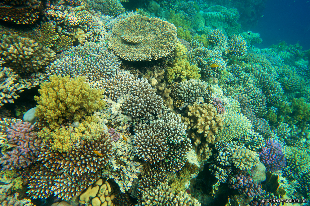 Lahami Bay Coral reef Riff Grat Koralle Unterwasser Fisch Meer natürliche Höhe Ozean Tropischer Wasser Marine Tauchen Salzwasser Tauchgang aquatische Tier exotische Hirnkoralle Tauchen geologische formation Kolonie bunte Reisen Steinkorallen tief Exploration erkunden Urlaub Sonnenlicht Tourismus Leben Sonne Sonnenstrahl Traum Unterwasser Orte hell Farbe Blasen unter unter Taucher Aquarium Schule Wildtiere seelandschaft Scuba diving Anemone weiche Salz Oberfläche Schwimmen Strahl Sommer 3D Entspannung Strahlen klar Licht unter Pflanze gelb Fische Tiefe Textur Brokkoli Tiere Ruhe Flora nass coral reef reef ridge coral underwater fish sea natural elevation ocean tropical water marine diving saltwater dive aquatic animal exotic brain coral scuba geological formation colony colorful travel stony coral deep exploration explore vacation sunlight tourism life sun sunbeam dream undersea places bright color bubbles beneath below diver aquarium school wildlife seascape scuba diving anemone soft salt surface swimming ray summer 3d relaxation rays clear light under plant yellow fishes depth texture broccoli animals calm flora wet