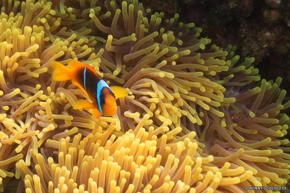 Lahami Bay Anemonenfisch gelb Unterwasser Blume Meer Tropischer Koralle Schließen Ozean Marine Riff Tauchen Wasser Pflanze Farbe Seeanemone bunte Tauchen hell Leben Blumen blühen Tauchgang exotische Garten Frühling Essen Blütenblatt Anemone Makkaroni Nudeln aquatische Sommer Essen Roh Mahlzeit Sonnenblume Flora Sonne gesund Textur tief lebendige Bund fürs Leben Blüte Muster Salzwasser Orange natürliche Sonnenlicht Zutat Kochen Gruppe frisch Blumen Samen trocken Floral Pflanzen Abendessen closeup frische Luft Reisen Detail Blatt einzelne Küche Landwirtschaft niemand Blumenstrauß Bio Ernährung Botanik Urlaub texturierte Objekte Blütenstaub Saison Mittagessen Gartenarbeit wachsen im freien Tourismus Hintergrund Licht Ernährung Vegetarier Wildtiere anemone fish yellow underwater flower sea tropical coral close ocean marine reef diving water plant color sea anemone colorful scuba bright life blossom dive exotic garden spring food petal anemone macaroni pasta aquatic summer eating raw meal sunflower flora sun healthy texture deep vibrant bunch bloom pattern saltwater orange natural sunlight ingredient cooking group fresh flowers seed dry floral plants dinner closeup freshness travel detail leaf single cuisine agriculture nobody bouquet organic nutrition botany vacation textured objects pollen season lunch gardening grow outdoors tourism backdrop light diet vegetarian wildlife