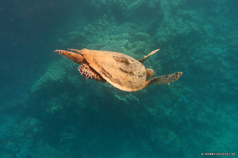 Lahami Bay Zitterrochen Fisch Meer Strahl Ozean Unterwasser Riff Schildkröte Tropischer Wasser Koralle Tauchen Meeresschildkröte Marine Unechte Karettschildkröte aquatische Tauchgang Tauchen exotische Reisen Schwimmen tief Salzwasser Urlaub Leben Tourismus Wildtiere Taucher Unterwasser Aquarium hell Insel Schwimmen bunte Sport klar Flossen Sonne Sonnenlicht Urlaub Kolonie gefährdet Sand Strand Farbe unter unter Erholung seelandschaft Abenteuer Türkis Schließen Licht Scuba diving Schnorcheln Fische erkunden Wirbellose Wild Paradies Gliederfüßer Entspannen Sie sich Tiere nass Schnorchel Arten Tank Sonnenstrahl Exploration Spaß Krustentier Reptil ozeanische Tropen Pazifik Coral reef Schale Biologie Blasen Freizeit eine Landschaft Stechrochen Umgebung Schule electric ray fish sea ray ocean underwater reef turtle tropical water coral diving sea turtle marine loggerhead aquatic dive scuba exotic travel swimming deep saltwater vacation life tourism wildlife diver undersea aquarium bright island swim colorful sport clear fins sun sunlight holiday colony endangered sand beach color beneath below recreation seascape adventure turquoise close light scuba diving snorkeling fishes explore invertebrate wild paradise arthropod relax animals wet snorkel species tank sunbeam exploration fun crustacean reptile oceanic tropics pacific coral reef shell biology bubbles leisure one landscape stingray environment school