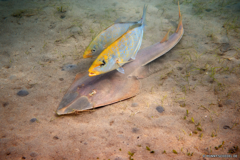 Lahami Bay Thunfisch Speisefische Fisch Meer Wasser Schnapper Ozean Tropischer Marine Unterwasser Riff Koralle aquatische Urlaub Angeln Schwimmen FIN Reisen Wildtiere Schwimmen Tauchen Aquarium Tauchgang Tauchen Strand tief Sommer Salzwasser exotische Sand Fisch und Meeresfrüchte Tourismus Boot fangen bunte Essen Farbe Leben Küste frisch Welle Auge Fluss Spaß Roh Unterwasser Süßwasser Kolonie Skalen Schwanz Entspannung Sport im freien Schließen Markt gelb Urlaub Fische Segel Exploration Traum gesund Freizeit Tiere Umgebung Insel Sonne Strahl Silber tuna food fish fish sea water snapper ocean tropical marine underwater reef coral aquatic vacation fishing swimming fin travel wildlife swim scuba aquarium dive diving beach deep summer saltwater exotic sand seafood tourism boat catch colorful food color life coast fresh wave eye river fun raw undersea freshwater colony scales tail relaxation sport outdoors close market yellow holiday fishes sail exploration dream healthy leisure animals environment island sun ray silver