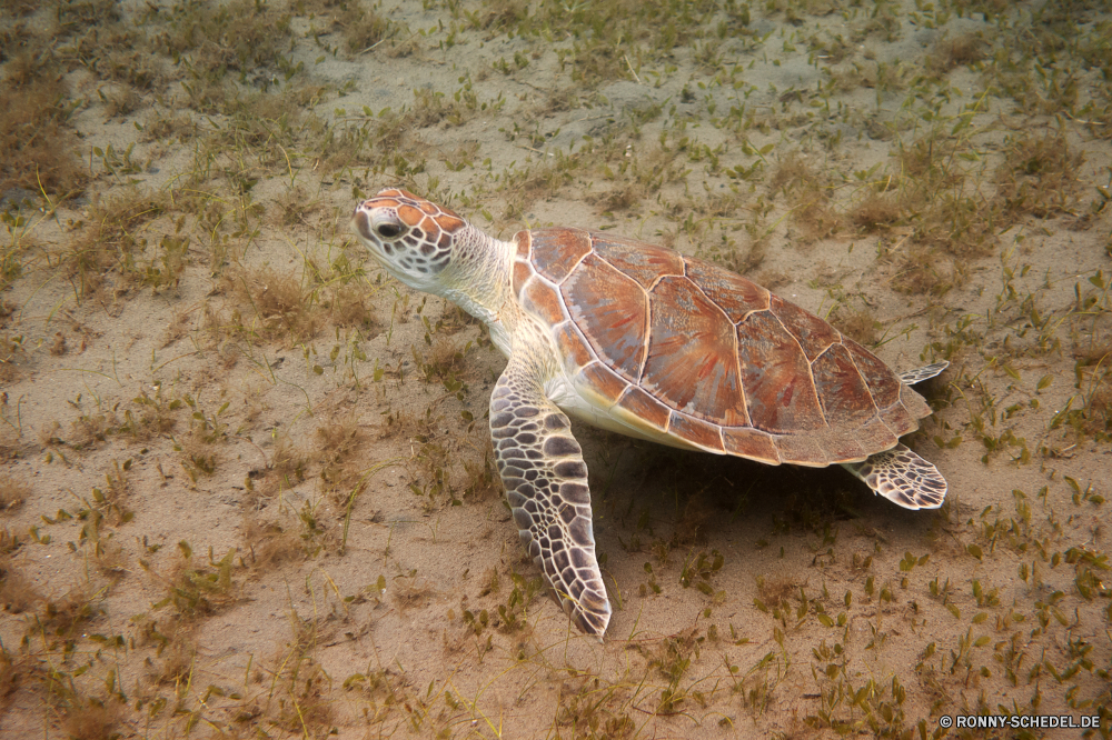 Lahami Bay Schildkröte Meeresschildkröte Unechte Karettschildkröte Reptil Schale langsam Wildtiere Sumpfschildkröte Schildkröte Meer Wasser Unterwasser aquatische Haustier Tropischer Fisch Amphibie Marine Ozean Wüste Wild Kreatur — hart niedlich Tauchen exotische Schutz Körper des Wassers Schließen Koralle Teich Schwimmen Skala Kopf Leben Zoo Schwimmen Mud turtle Tauchen Riff Darm-Trakt Biologie Gras Tiere Schildkröten Auge Arten Braun Fuß Reisen Carapax Herpetologie Crawl hart gefährdet Tauchgang Bewegung alt im freien Persistenz pflanzenfressenden Crawlen Rüstung Haustiere Klima closeup Urlaub gelb Farbe Wirbeltiere nass turtle sea turtle loggerhead reptile shell slow wildlife terrapin tortoise sea water underwater aquatic pet tropical fish amphibian marine ocean desert wild creature hard cute diving exotic protection body of water close coral pond swim scale head life zoo swimming mud turtle scuba reef tract biology grass animals turtles eye species brown walking travel carapace herpetology crawl tough endangered dive motion old outdoors persistence herbivorous crawling armor pets climate closeup vacation yellow color vertebrate wet