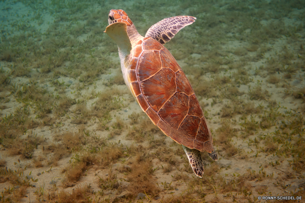 Lahami Bay Unechte Karettschildkröte Schildkröte Meeresschildkröte Wildtiere Vogel Sumpfschildkröte Reptil Wild Schale Wasser langsam Schildkröte Braun Park Meer Tropischer Gras Unterwasser Ozean Schnabel aquatische Teich Marine Tiere Fisch Feder Turkei Vögel Zoo Flügel Amphibie im freien See bunte Reisen Auge Vogelgrippe Tauchen Schließen Schwimmen Fuß Kopf Haustier Federn Flügel Schwimmen exotische Säugetier natürliche niedlich Leben Männchen Koralle Kreatur — Ente im freien fliegen Umgebung Urlaub loggerhead turtle sea turtle wildlife bird terrapin reptile wild shell water slow tortoise brown park sea tropical grass underwater ocean beak aquatic pond marine animals fish feather turkey birds zoo wing amphibian outdoors lake colorful travel eye avian diving close swim walking head pet feathers wings swimming exotic mammal natural cute life male coral creature duck outdoor flying environment vacation