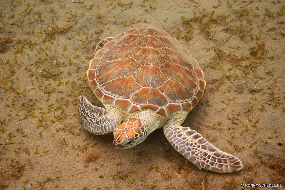 Lahami Bay Unechte Karettschildkröte Meeresschildkröte Schildkröte Reptil Schale langsam Schildkröte Meer Wildtiere Wasser Haustier Amphibie Tropischer aquatische hart Sumpfschildkröte Wild Schutz Ozean Marine Körper des Wassers Unterwasser Kreatur — niedlich exotische Skala Biologie Rüstung Fisch Zoo Schwimmen Kopf Schließen hart Carapax Arten Auge Fuß Braun Leben Herpetologie Crawlen closeup gefährdet Urlaub Teich Reisen Haustiere Schildkröten pflanzenfressenden Crawl Tauchen Koralle Schwimmen Gras Augen Bewegung Strand Gesicht alt Persistenz eared Zoologie Wüste trocken Farbe Zurück Park gelb bunte Ausdauer Tauchen Sand Tauchgang Schild Riff Hals nass loggerhead sea turtle turtle reptile shell slow tortoise sea wildlife water pet amphibian tropical aquatic hard terrapin wild protection ocean marine body of water underwater creature cute exotic scale biology armor fish zoo swim head close tough carapace species eye walking brown life herpetology crawling closeup endangered vacation pond travel pets turtles herbivorous crawl diving coral swimming grass eyes motion beach face old persistence eared zoology desert dry color back park yellow colorful endurance scuba sand dive shield reef neck wet