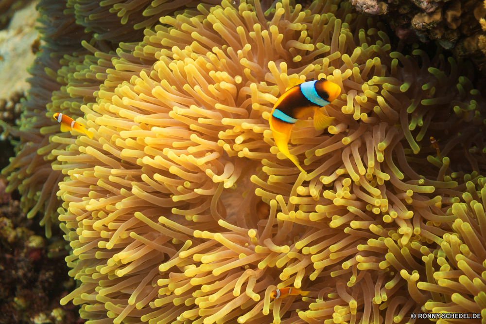 Lahami Bay Anemonenfisch gelb Blume Schließen Pflanze Garten Essen hell Sommer bunte Frühling Nudeln Mahlzeit gesund Samen Blütenblatt Blumen blühen Farbe Bio Kochen Blüte Tropischer Sonnenblume Unterwasser Essen closeup Roh trocken Makkaroni Floral Flora Textur frisch Zutat lebendige wachsen natürliche Abendessen Meer Saison Muster Blätter Blumen Detail Pflanzen Leben exotische Blatt Küche Botanik Wasser Orange Ozean Koralle Riff Ernährung Samen Sonne Marine Vegetarier Hintergründe Gruppe texturierte Licht getrocknet Mittagessen Blütenblätter Gartenarbeit Essen Feld traditionelle einzelne Anemone Landwirtschaft Salzwasser Spaghetti Tauchgang Weizen Bund fürs Leben Wiese Farben niemand anemone fish yellow flower close plant garden food bright summer colorful spring pasta meal healthy seed petal blossom color organic cooking bloom tropical sunflower underwater eating closeup raw dry macaroni floral flora texture fresh ingredient vibrant grow natural dinner sea season pattern leaves flowers detail plants life exotic leaf cuisine botany water orange ocean coral reef diet seeds sun marine vegetarian backgrounds group textured light dried lunch petals gardening eat field traditional single anemone agriculture saltwater spaghetti dive wheat bunch meadow colors nobody