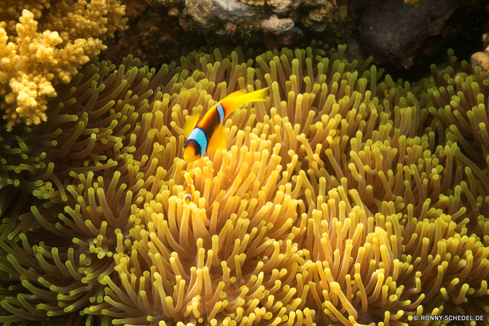 Lahami Bay Anemonenfisch gelb Blume Schließen Meer Unterwasser Tropischer Riff Koralle Ozean Pflanze Marine bunte Garten natürliche Frühling Wasser Tauchen Leben exotische Floral Essen Farbe Blütenblatt Sonnenblume Essen Blüte gesund Salzwasser Blumen blühen frisch aquatische Sommer Flora Blatt Sonne Tauchen Bio Blumen hell Pflanzen Textur Tauchgang Saison Roh tief closeup Zutat Mahlzeit Bund fürs Leben Abendessen Muster Makkaroni Nudeln Reisen Kochen Samen Anemone Tulpe Gruppe Landwirtschaft lebendige trocken Sonnenlicht Küche Tulpen texturierte Samen Licht getrocknet blühen Mittagessen niemand Blumenstrauß Orange wachsen Tourismus Urlaub Ernährung Entwicklung des ländlichen saisonale Stiel Weizen Botanischer Essen Feld Korn Detail Vegetarier Wildtiere Wachstum anemone fish yellow flower close sea underwater tropical reef coral ocean plant marine colorful garden natural spring water diving life exotic floral food color petal sunflower eating bloom healthy saltwater blossom fresh aquatic summer flora leaf sun scuba organic flowers bright plants texture dive season raw deep closeup ingredient meal bunch dinner pattern macaroni pasta travel cooking seed anemone tulip group agriculture vibrant dry sunlight cuisine tulips textured seeds light dried blooming lunch nobody bouquet orange grow tourism vacation diet rural seasonal stalk wheat botanical eat field grain detail vegetarian wildlife growth