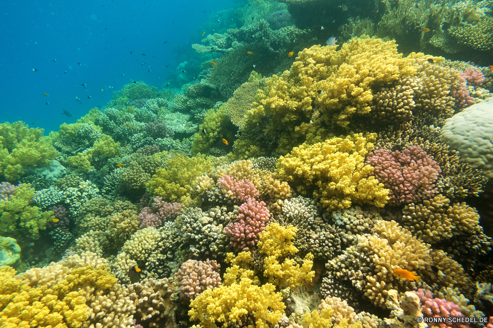 Lahami Bay Coral reef Riff Grat Unterwasser natürliche Höhe Koralle Fisch Meer Strauch Ozean Stechginster Tropischer Wasser Marine Tauchen woody plant aquatische Tier Tauchgang Salzwasser exotische geologische formation bunte Reisen Sonnenlicht Kolonie Tauchen vascular plant Sonne Pflanze Tourismus Landschaft tief Urlaub Exploration hell erkunden Leben Sonnenstrahl Herbst gelb Farbe Berg Traum Baum Unterwasser Orte Sommer Wald Blumen Park Licht Taucher Scuba diving Flora Bäume klar Blasen Himmel Saison unter nass unter Wildtiere Salz Strahlen Strahl Frühling Berge Entspannung fallen Schule Wild seelandschaft Blatt im freien Garten Feld weiche Gras Aquarium Szene 3D Blume Schwimmen Bewegung natürliche Ruhe ruhige Tag Blätter coral reef reef ridge underwater natural elevation coral fish sea shrub ocean gorse tropical water marine diving woody plant aquatic animal dive saltwater exotic geological formation colorful travel sunlight colony scuba vascular plant sun plant tourism landscape deep vacation exploration bright explore life sunbeam autumn yellow color mountain dream tree undersea places summer forest flowers park light diver scuba diving flora trees clear bubbles sky season beneath wet below wildlife salt rays ray spring mountains relaxation fall school wild seascape leaf outdoor garden field soft grass aquarium scene 3d flower swimming movement natural calm tranquil day leaves