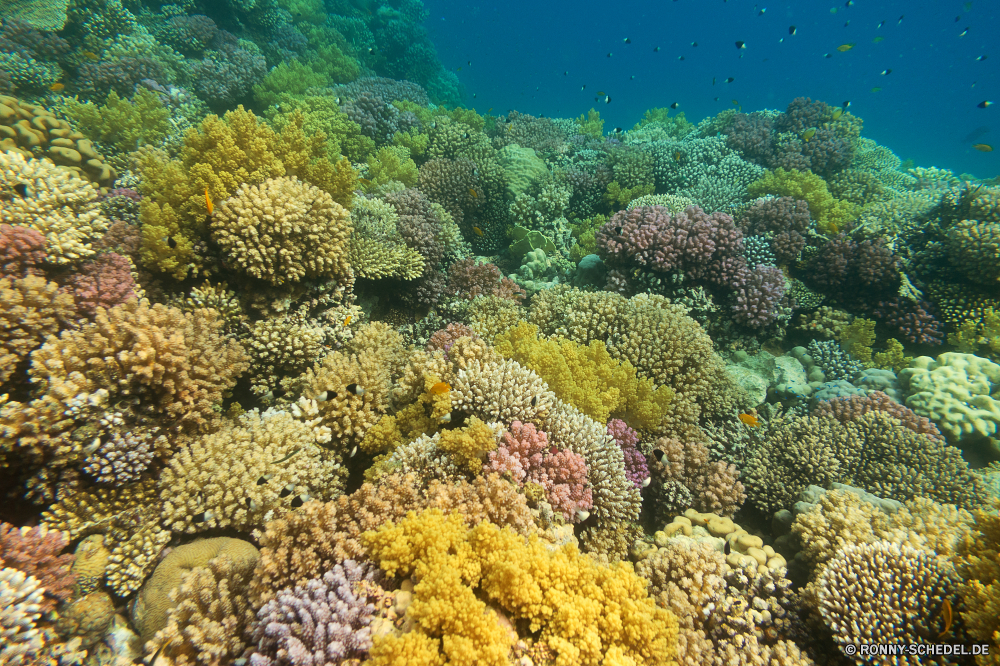 Lahami Bay Coral reef Riff Grat natürliche Höhe Unterwasser Koralle Fisch Meer Ozean Tropischer Marine Wasser geologische formation Tier Tauchgang exotische aquatische Salzwasser Tauchen Reisen bunte Kolonie Urlaub Tourismus Tauchen erkunden Exploration Sonnenlicht Landschaft tief Orte Traum Pflanze Sonne Leben Park Baum Blasen hell Licht Farbe Unterwasser Sonnenstrahl Herbst Wald Brokkoli Wildtiere Bäume Sommer Polyp fallen Taucher Salz Fels seelandschaft gelb im freien Entspannung Garten Himmel nass natürliche Berg Oberfläche Scuba diving unter Urlaub unter klar Aquarium Saison Strahlen Strahl coelenterate im freien Berge Ruhe Blatt coral reef reef ridge natural elevation underwater coral fish sea ocean tropical marine water geological formation animal dive exotic aquatic saltwater diving travel colorful colony vacation tourism scuba explore exploration sunlight landscape deep places dream plant sun life park tree bubbles bright light color undersea sunbeam autumn forest broccoli wildlife trees summer polyp fall diver salt rock seascape yellow outdoor relaxation garden sky wet natural mountain surface scuba diving beneath holiday below clear aquarium season rays ray coelenterate outdoors mountains calm leaf