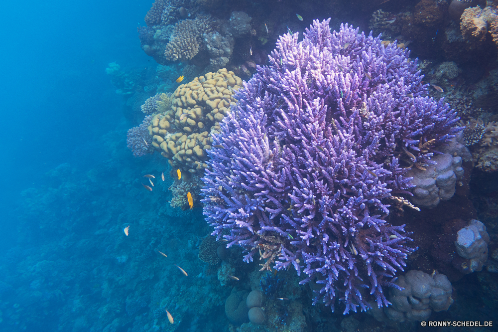 Lahami Bay Riff Unterwasser Coral reef Koralle Fisch Meer Tier Ozean Tauchen Tropischer Wasser Marine Wirbellose aquatische Grat Polyp Salzwasser Tauchen Tauchgang Sea urchin exotische coelenterate natürliche Höhe Stachelhäuter Sonnenlicht Kolonie Reisen tief Sonne bunte Sonnenstrahl Taucher Leben erkunden Tourismus Urlaub Exploration hell Strahlen unter geologische formation Strahl Unterwasser unter Fische Orte Farbe Wildtiere Entspannung seelandschaft Blasen Traum unter nass Anemone Aquarium Tiefe Schule Schwimmen 3D Scuba diving Salz Licht welligkeit klar Sonnenschein Oberfläche Organismus weiche Sommer Flüssigkeit Klima Tiere transparente harte Korallen unter Wasser Urlaub Türkis Reinheit reef underwater coral reef coral fish sea animal ocean diving tropical water marine invertebrate aquatic ridge polyp saltwater scuba dive sea urchin exotic coelenterate natural elevation echinoderm sunlight colony travel deep sun colorful sunbeam diver life explore tourism vacation exploration bright rays below geological formation ray undersea beneath fishes places color wildlife relaxation seascape bubbles dream under wet anemone aquarium depth school swimming 3d scuba diving salt light ripple clear sunshine surface organism soft summer liquid climate animals transparent hard coral submerged holiday turquoise purity