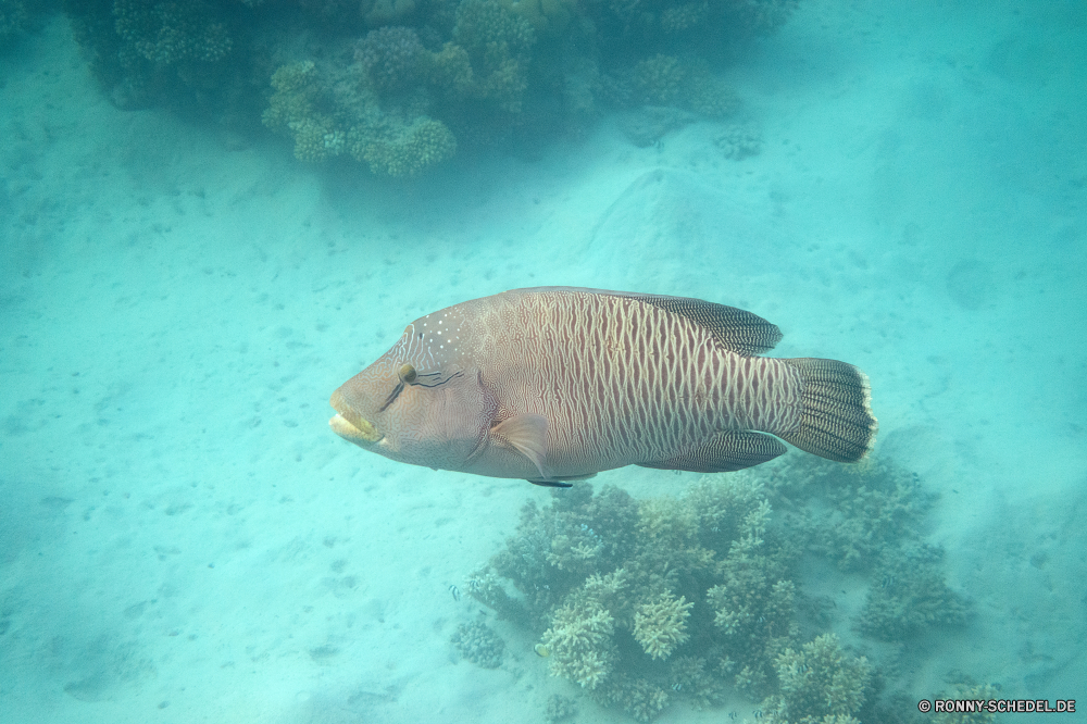 Lahami Bay Schnapper Speisefische Fisch Unterwasser Riff Koralle Meer Ozean Tropischer Wasser Marine Tauchgang Tauchen aquatische Tauchen spiny-finned fish exotische Salzwasser Reisen Urlaub bunte Kolonie tief Leben Wildtiere Schwimmen Tourismus Aquarium erkunden Orte Blasen Exploration Traum Taucher Unterwasser Mondfisch Schwimmen klar hell seelandschaft Scuba diving Schnorcheln Fische Sonnenlicht unter Sport Schildkröte Tiefe Tierwelt Wild Hirnkoralle Tiere Farbe Schnorchel Schule Flossen Türkis Sonne Abenteuer Licht Korallen unter gefährdet Tank Salz Szene Schließen Kreatur — Strand Coral reef Steinkorallen Welt Aal snapper food fish fish underwater reef coral sea ocean tropical water marine dive diving aquatic scuba spiny-finned fish exotic saltwater travel vacation colorful colony deep life wildlife swimming tourism aquarium explore places bubbles exploration dream diver undersea sunfish swim clear bright seascape scuba diving snorkeling fishes sunlight under sport turtle depth fauna wild brain coral animals color snorkel school fins turquoise sun adventure light corals below endangered tank salt scene close creature beach coral reef stony coral world eel