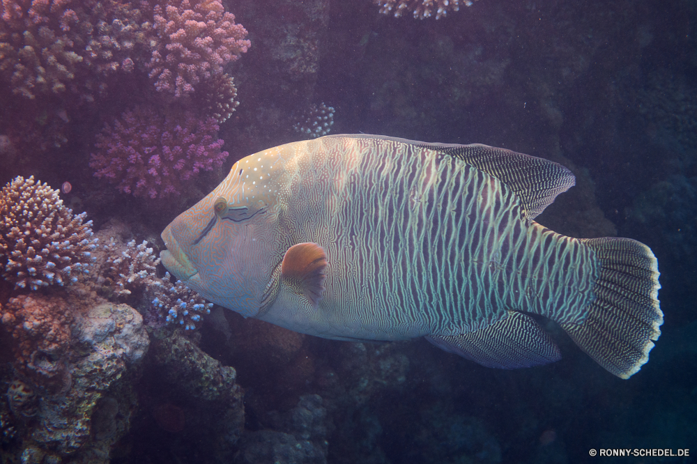 Lahami Bay Schnapper Fisch Unterwasser Speisefische Meer Riff Koralle Ozean Tropischer Wasser Marine Tauchen aquatische Tauchen Tauchgang exotische Aquarium Salzwasser tief Reisen bunte Dreifarben Urlaub spiny-finned fish Wildtiere Schwimmen Schmetterlingsfische Schwimmen Kolonie Taucher Leben erkunden Fische Tourismus Schnorcheln Tank Exploration Blasen Tiere unter Farbe Orte Tierwelt Entspannung hell Abenteuer Traum Unterwasser Schnorchel Tiefe Scuba diving Flossen Aal Hai Tiger shark Strahl Sonnenlicht Anemone klar Salz seelandschaft Anemonenfisch Sport Sonne Wild Kugelfisch Sonnenstrahl Umgebung snapper fish underwater food fish sea reef coral ocean tropical water marine diving aquatic scuba dive exotic aquarium saltwater deep travel colorful rock beauty vacation spiny-finned fish wildlife swim butterfly fish swimming colony diver life explore fishes tourism snorkeling tank exploration bubbles animals under color places fauna relaxation bright adventure dream undersea snorkel depth scuba diving fins eel shark tiger shark ray sunlight anemone clear salt seascape anemone fish sport sun wild puffer sunbeam environment