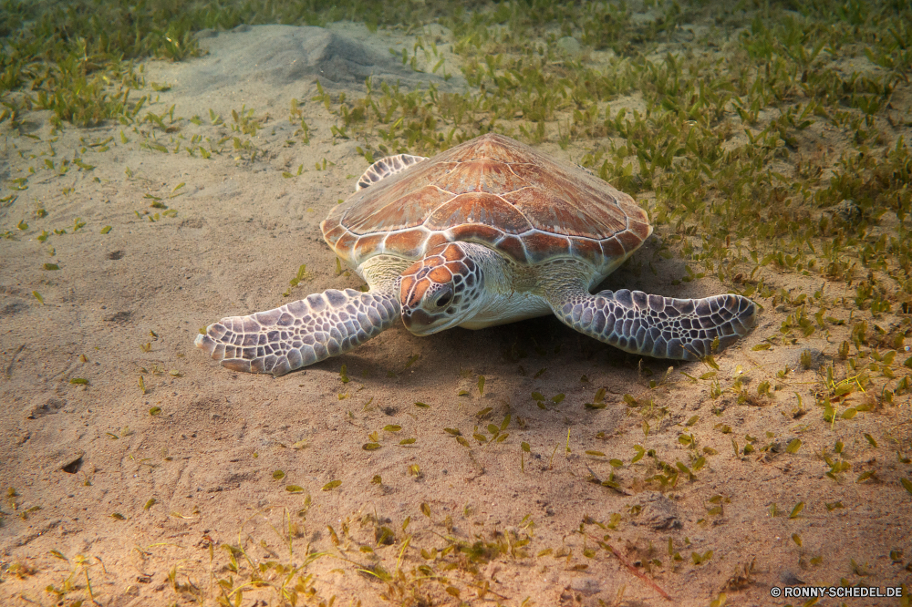 Lahami Bay Meeresschildkröte Schildkröte Unechte Karettschildkröte Reptil Schale langsam Wildtiere Schildkröte Meer Sumpfschildkröte Wasser Wild Tropischer Ozean Haustier Zoo Marine Kreatur — Amphibie aquatische Unterwasser Strand Schließen Skala hart Sand Fisch exotische Braun Kopf Leben Urlaub Reisen Skalen Wüste Gras closeup niedlich Park Tiere im freien Insel Schutz Schildkröten Persistenz Reptilien Crawlen Riese Arten Tauchen Bewegung Klima Fuß alt Sterne Auge Seestern gefährdet Koralle Sommer Teich Schwimmen Umgebung gelb Küste sea turtle turtle loggerhead reptile shell slow wildlife tortoise sea terrapin water wild tropical ocean pet zoo marine creature amphibian aquatic underwater beach close scale hard sand fish exotic brown head life vacation travel scales desert grass closeup cute park animals outdoor island protection turtles persistence reptiles crawling giant species diving motion climate walking old star eye starfish endangered coral summer pond swim environment yellow coast