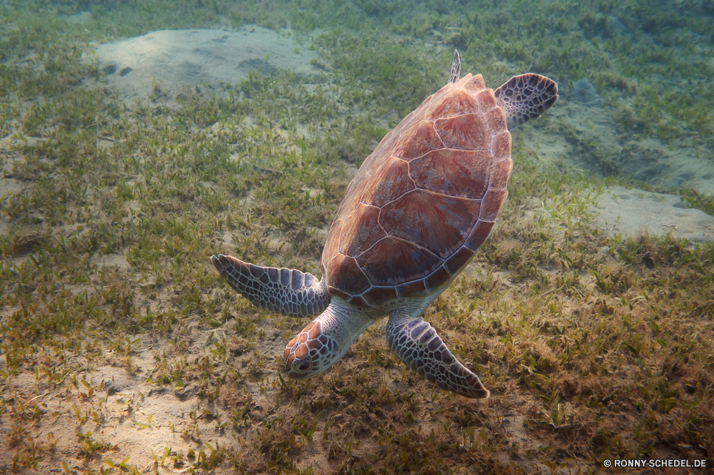 Lahami Bay Schildkröte Meeresschildkröte Sumpfschildkröte Unechte Karettschildkröte Reptil Schale langsam Wildtiere Schildkröte Meer Wasser aquatische Ozean Tropischer Mud turtle Wild Unterwasser Marine Fisch Amphibie Haustier Zoo Kreatur — Schwimmen hart Skala Tauchen Teich Gras Koralle Park Schwimmen Braun Schutz Reisen niedlich exotische Carapax Arten gefährdet Kopf Schließen Vogel im freien Riff Haustiere Leben Bewegung Männchen Insel Urlaub nass Tauchen Tauchgang closeup Tiere Umgebung Wirbeltiere auf der Suche Auge turtle sea turtle terrapin loggerhead reptile shell slow wildlife tortoise sea water aquatic ocean tropical mud turtle wild underwater marine fish amphibian pet zoo creature swim hard scale diving pond grass coral park swimming brown protection travel cute exotic carapace species endangered head close bird outdoors reef pets life motion male island vacation wet scuba dive closeup animals environment vertebrate looking eye