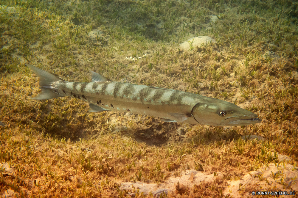 Lahami Bay Barrakudas Stör spiny-finned fish Fisch bony fish Wasser Wildtiere Meer Ozean Angeln Auge Reptil Tropischer Essen Eidechse FIN Fluss Fisch und Meeresfrüchte Gras See frisch Schließen Skala Marine Stein Strand Landschaft Braun Unterwasser Schwanz kalt Reisen Haustier natürliche Roh gelb fangen Sommer Teich im freien Kopf gesund Feld Vogel closeup Tiere einzelne Gefahr Farbe Küste bunte Spiel Himmel barracuda sturgeon spiny-finned fish fish bony fish water wildlife sea ocean fishing eye reptile tropical food lizard fin river seafood grass lake fresh close scale marine stone beach landscape brown underwater tail cold travel pet natural raw yellow catch summer pond outdoor head healthy field bird closeup animals single danger color coast colorful game sky