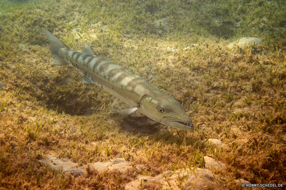 Lahami Bay Barrakudas spiny-finned fish bony fish Fisch Meer Wasser Angeln Ozean Wildtiere Fisch und Meeresfrüchte FIN kalt Essen Auge Fluss Schließen Himmel natürliche fliegen frisch Roh Metall Schwanz Kopf gesund Objekt Silber Speisefische Teich Flug Tropischer fliegen Vogel See Küche Markt Stahl barracuda spiny-finned fish bony fish fish sea water fishing ocean wildlife seafood fin cold food eye river close sky natural fly fresh raw metal tail head healthy object silver food fish pond flight tropical flying bird lake kitchen market steel