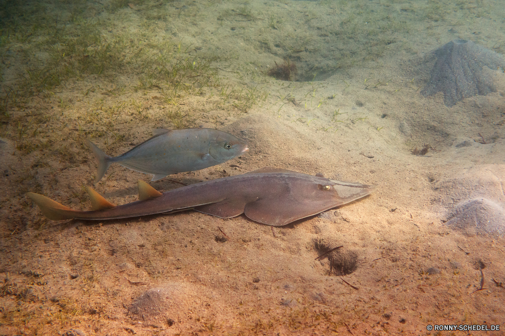 Lahami Bay Strahl Fisch horseshoe crab Zitterrochen Meer Gliederfüßer Wasser Stechrochen Ozean Meeresschildkröte Wirbellose Schildkröte Marine Sand Strand Unterwasser Tropischer Riff Reisen Urlaub Koralle Küste Schwimmen Tauchgang aquatische Wildtiere Tauchen FIN Tourismus natürliche Schwimmen Ufer exotische Aquarium Säugetiere im freien Schließen Landschaft Fische Tauchen landschaftlich Fisch und Meeresfrüchte Küste Wellen closeup Salzwasser Fels Sommer Schnapper Angeln tief Tiere Insel bunte ray fish horseshoe crab electric ray sea arthropod water stingray ocean sea turtle invertebrate turtle marine sand beach underwater tropical reef travel vacation coral coast swim dive aquatic wildlife diving fin tourism natural swimming shore exotic aquarium mammals outdoor close landscape fishes scuba scenic seafood coastline waves closeup saltwater rock summer snapper fishing deep animals island colorful