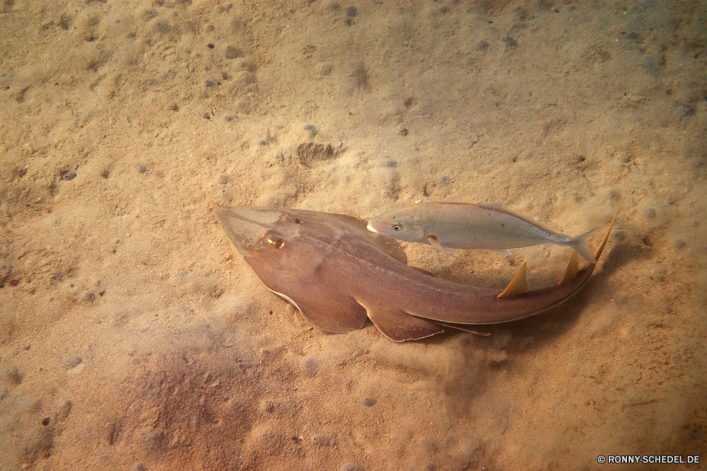 Lahami Bay Fisch Kabeljau soft-finned fish Meer Speisefische Wasser Ozean horseshoe crab Gliederfüßer Sand Wirbellose Tropischer Wels Barrakudas Unterwasser Urlaub Marine Strand Riff Thunfisch Reisen Sommer Auge Wildtiere spiny-finned fish exotische Tourismus Angeln Schwimmen Essen bunte Koralle aquatische Schwimmen Welle natürliche Farbe Küste FIN Salzwasser Aquarium Tauchgang Schließen Schnapper Schmetterling (Nachtfalter) Sport bony fish nass Braun Tauchen Fisch und Meeresfrüchte frisch Boot Insekt Fluss gelb Urlaub tief Kopf closeup Aktivität Roh Leben fish cod soft-finned fish sea food fish water ocean horseshoe crab arthropod sand invertebrate tropical catfish barracuda underwater vacation marine beach reef tuna travel summer eye wildlife spiny-finned fish exotic tourism fishing swimming food colorful coral aquatic swim wave natural color coast fin saltwater aquarium dive close snapper moth sport bony fish wet brown diving seafood fresh boat insect river yellow holiday deep head closeup activity raw life