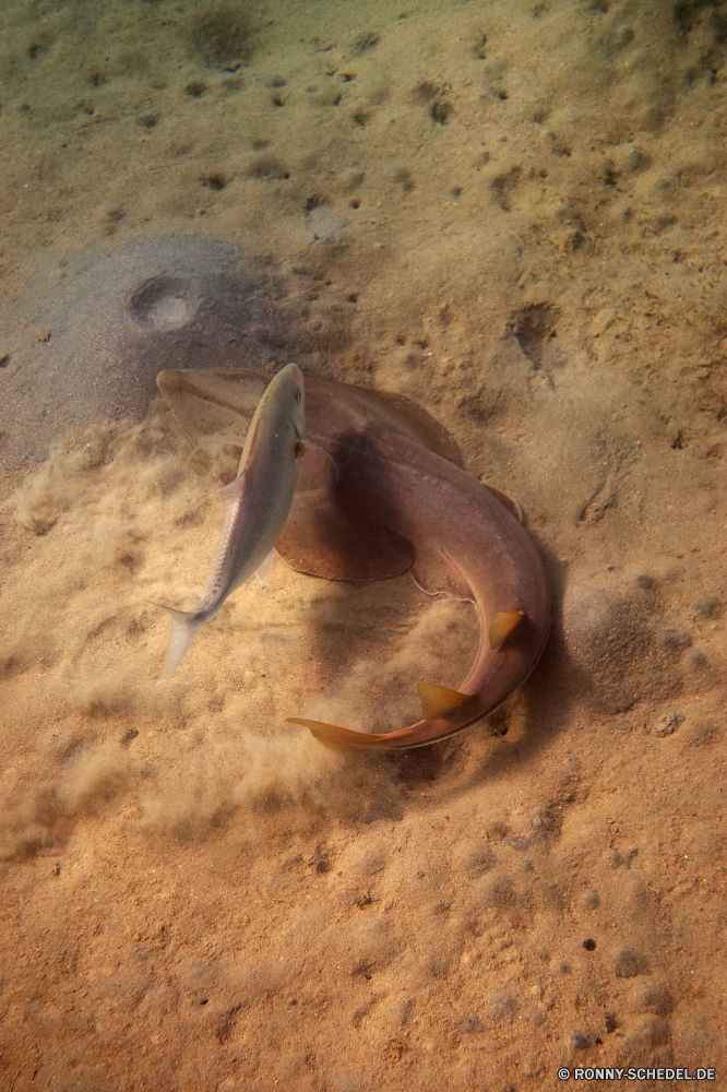 Lahami Bay horseshoe crab Gliederfüßer Wirbellose Sand Tier Strand Meer Ozean Wasser Küste Organismus Urlaub Reisen Ufer Marine Tropischer sandigen Insel Sommer Küste Fisch Schale Landschaft Wildtiere Stechrochen Tourismus im freien Wüste Säugetier Sonne natürliche Braun Siegel Strahl Erde Wellen Textur Küste Schließen niemand Urlaub Boden Entspannen Sie sich Park schmutzig Mollusk closeup am Meer sonnig Leben Fuß Ökologie im freien Düne Küstenlinie aquatische Unterwasser Himmel Schneckenart Felsen Entspannung trocken gelb exotische nass romantische Sonnenlicht landschaftlich Seelöwe horseshoe crab arthropod invertebrate sand animal beach sea ocean water coast organism vacation travel shore marine tropical sandy island summer coastline fish shell landscape wildlife stingray tourism outdoor desert mammal sun natural brown seal ray earth waves texture coastal close nobody holiday soil relax park dirty mollusk closeup seaside sunny life foot ecology outdoors dune shoreline aquatic underwater sky gastropod rocks relaxation dry yellow exotic wet romantic sunlight scenic sea lion