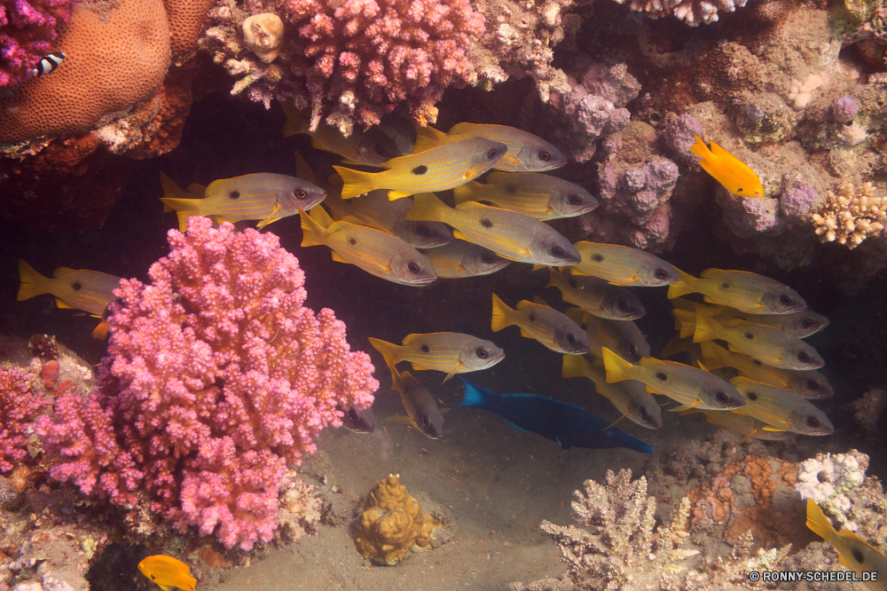 Lahami Bay Coral reef Riff Fisch Unterwasser Meer Koralle Grat Ozean Wasser Tropischer Marine Tauchen aquatische natürliche Höhe Salzwasser Tauchgang exotische Tauchen bunte Tier Leben Reisen tief Kolonie Urlaub geologische formation Sonnenlicht Exploration Tourismus Sonne erkunden Pflanze hell vascular plant woody plant Farbe Sonnenstrahl gelb Baum seelandschaft Taucher Strahl natürliche Unterwasser Strahlen Traum Fische Orte Wildtiere Aquarium Oberfläche Herbst Schwimmen Strauch Blumen Tiere Saison fallen Scuba diving nass Farben unter Blasen Textur Schule Schnapper unter unter Licht Blatt Entspannung Sommer viele Anemone Kraut frisch Urlaub coral reef reef fish underwater sea coral ridge ocean water tropical marine diving aquatic natural elevation saltwater dive exotic scuba colorful animal life travel deep colony vacation geological formation sunlight exploration tourism sun explore plant bright vascular plant woody plant color sunbeam yellow tree seascape diver ray natural undersea rays dream fishes places wildlife aquarium surface autumn swimming shrub flowers animals season fall scuba diving wet colors under bubbles texture school snapper beneath below light leaf relaxation summer many anemone herb fresh holiday