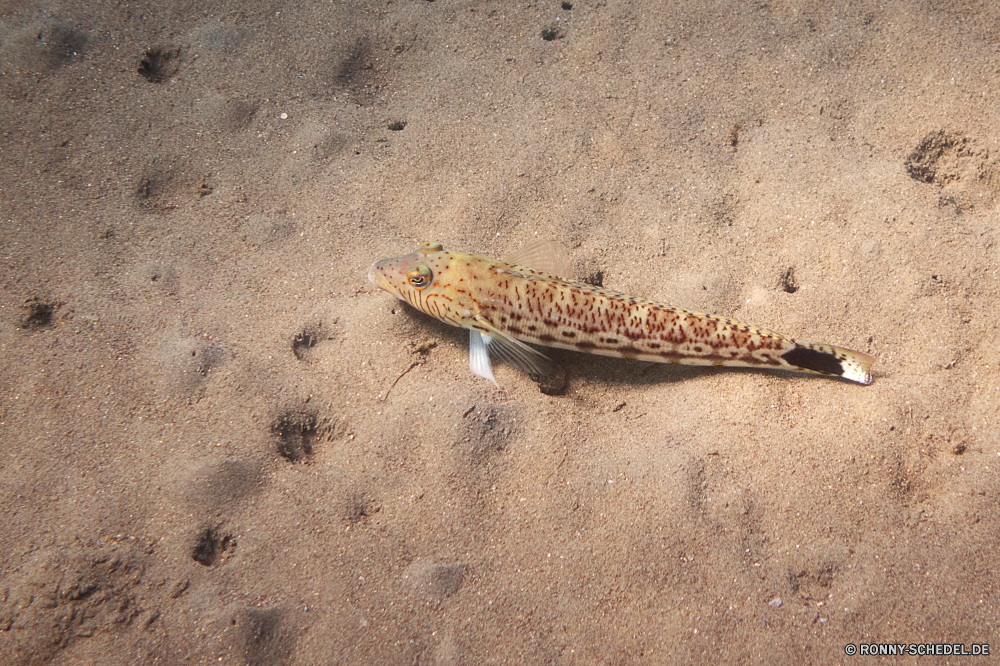 Lahami Bay Eidechse Gebänderte gecko Gecko Alligator Eidechse Sand Reptil Wildtiere Textur Strand Rau schmutzig Verwittert Oberfläche alt Wild Fels Chamäleon Mauer Muster Skala Grunge Kreatur — getupft Braun Material Hintergründe texturierte Reisen im freien Stein Meer Ozean Tapete Alterung Sommer Schließen Textfreiraum Reptilien wildes Tier Auge Fleck veraltet Antike Farbe Tropischer Wasser Schlange Ufer Tiere im Alter von Urlaub Wilde Tiere Fußabdruck Sonne closeup Antik Beton gelb Larve horizontale Jahrgang Brief Retro Küste Detail Reptilien Fußabdrücke u-s Tarnung schwarz sandigen leere befleckt Orange Fuß Steine Felsen trocken Hintergrund natürliche Haustier exotische lizard banded gecko gecko alligator lizard sand reptile wildlife texture beach rough dirty weathered surface old wild rock chameleon wall pattern scale grunge creature spotted brown material backgrounds textured travel outdoors stone sea ocean wallpaper aging summer close copy space reptilian wild animal eye stain obsolete ancient color tropical water snake shore animals aged vacation wild animals footprint sun closeup antique concrete yellow larva horizontal vintage letter retro coast detail reptiles footprints u s camouflage black sandy empty stained orange foot stones rocks dry backdrop natural pet exotic