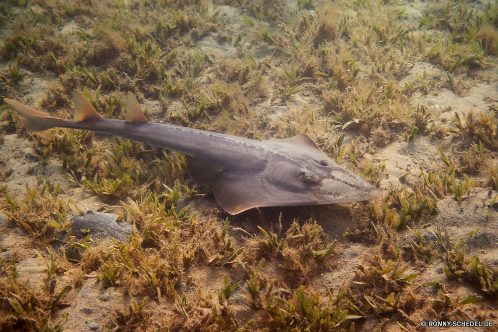 Lahami Bay Schaufel Stechrochen Strahl Feuer-Eisen Werkzeug Hand-Werkzeug Wasser Fisch Beil Meer Ozean Sand Edge-tool Sommer Strand Gras Fräser Baum Wildtiere Landschaft Frühling Reisen im freien Entwicklung des ländlichen Angeln Marine im freien Urlaub nass Berg alt Stream Garten Schließen closeup Umgebung friedliche Farbe Szenerie Küste shovel stingray ray fire iron tool hand tool water fish hatchet sea ocean sand edge tool summer beach grass cutter tree wildlife landscape spring travel outdoors rural fishing marine outdoor vacation wet mountain old stream garden close closeup environment peaceful color scenery coast