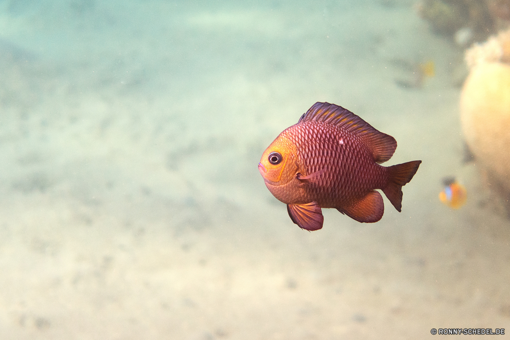 Lahami Bay Goldfisch Fisch Unterwasser Meerwasser Aquarium Wasser Tropischer Meer aquatische Ozean Riff Marine Schwimmen Tauchen Koralle Tauchgang FIN Orange Schwimmen Tauchen Tank Haustier Schnapper Gold exotische Fische Leben Haustiere tief Tierwelt Wildtiere Speisefische Schwanz Reisen Salzwasser Farbe Schüssel bunte Tiere Karpfen einzelne frei Bewegung transparente Urlaub hell Blase Goldfischglas Unterwasser u-Boot Abenteuer Bewegung Golden Schließen Lebensraum gelb Schnorcheln Schwimmen Türkis unter klar einfache Freiheit allein Tourismus Gill Schwimmer Tiefe sorgenlos Blasen Umwelt- Kopf Skalar Schnorchel faul Kolonie Reinigen lebendige Sport goldfish fish underwater seawater aquarium water tropical sea aquatic ocean reef marine swim diving coral dive fin orange swimming scuba tank pet snapper gold exotic fishes life pets deep fauna wildlife food fish tail travel saltwater color bowl colorful animals carp single free motion transparent vacation bright bubble fishbowl undersea submarine adventure movement golden close habitat yellow snorkeling float turquoise under clear simple freedom alone tourism gill swimmer depth carefree bubbles environmental head angelfish snorkel lazy colony clean vivid sport