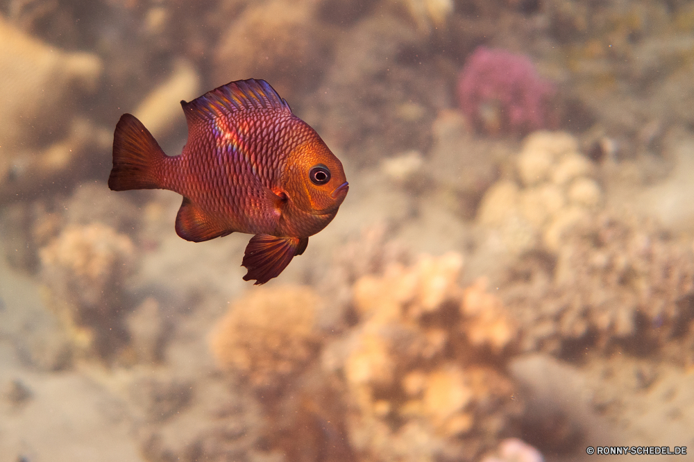 Lahami Bay Goldfisch Aquarium Fisch Unterwasser Wasser Tropischer aquatische Schwimmen Riff Tauchen Meer Marine Koralle Ozean FIN Meerwasser Haustier Schwimmen Tauchgang Tank Orange Gold exotische Tauchen Haustiere Schwanz tief Fische Wildtiere Schüssel Farbe bunte Tierwelt Blase Salzwasser Bewegung transparente frei Karpfen Blasen hell Tiere Leben einzelne Urlaub Freiheit Goldfischglas Umgebung gelb Golden u-Boot Reisen Kolonie Exploration Schließen Bewegung Kopf Lebensraum Gill Schnorcheln erkunden Schwimmen sorgenlos Wirbeltiere einfache Tourismus allein Anemonenfisch Überflutung Schwimmer faul klar Flüssigkeit Teich Reinigen Türkis lebendige wenig goldfish aquarium fish underwater water tropical aquatic swim reef diving sea marine coral ocean fin seawater pet swimming dive tank orange gold exotic scuba pets tail deep fishes wildlife bowl color colorful fauna bubble saltwater motion transparent free carp bubbles bright animals life single vacation freedom fishbowl environment yellow golden submarine travel colony exploration close movement head habitat gill snorkeling explore float carefree vertebrate simple tourism alone anemone fish submersion swimmer lazy clear liquid pond clean turquoise vivid little