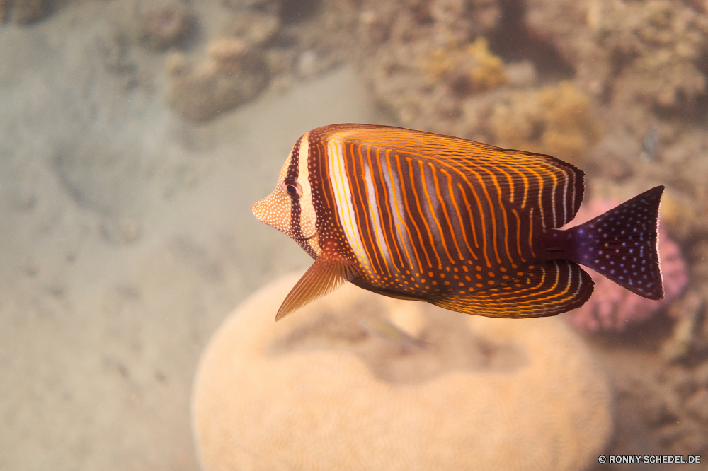 Lahami Bay Schnecke Schneckenart Mollusk Wirbellose Tier Schale Meer Sand Strand Ozean Marine Tropischer Urlaub Braun bubble shell Muschelschalen Reisen langsam Unterwasser Muschel Wasser Schnecke Fisch Küste Muscheln Schließen Sommer Wildtiere Koralle exotische Essen Krustentier Schalen Tauchgang Riff aquatische Ufer Leben closeup Tourismus Jakobsmuschel Tiere niemand bunte Muscheln Schalentiere Urlaub Garten Krabbe Textur Herzmuschel Seestern Salzwasser erkunden Meeresküste Insel noch natürliche Schleim Liebe Spirale Blasen süß snail gastropod mollusk invertebrate animal shell sea sand beach ocean marine tropical vacation brown bubble shell conch travel slow underwater seashell water slug fish coast bivalve close summer wildlife coral exotic food crustacean shells dive reef aquatic shore life closeup tourism scallop animals nobody colorful seashells shellfish holiday garden crab texture cockle starfish saltwater explore seashore island still natural slime love spiral bubbles sweet