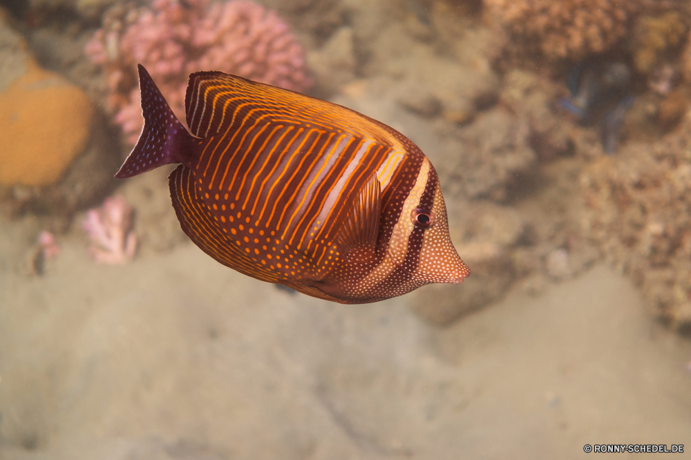 Lahami Bay Schnecke Schneckenart Mollusk Wirbellose Tier Schale langsam Muschelschalen Meer Schließen Garten Schleim Tropischer Wildtiere schleimige Schnecke Ozean Braun Fisch Strand Reisen Marine Wasser Unterwasser Spirale Sand Urlaub closeup Sommer Geschwindigkeit Crawl Crawlen Helix Koralle einsam Insekt exotische bubble shell Haus Essen Pest Riff Küste Tauchgang Antenne glänzend bunte Tiere Muschel Aquarium Urlaub eine Schnecken Wild Fehler niemand Baum Tourismus Farbe schwarz snail gastropod mollusk invertebrate animal shell slow conch sea close garden slime tropical wildlife slimy slug ocean brown fish beach travel marine water underwater spiral sand vacation closeup summer speed crawl crawling helix coral lonely insect exotic bubble shell house food pest reef coast dive antenna shiny colorful animals seashell aquarium holiday one snails wild bug nobody tree tourism color black