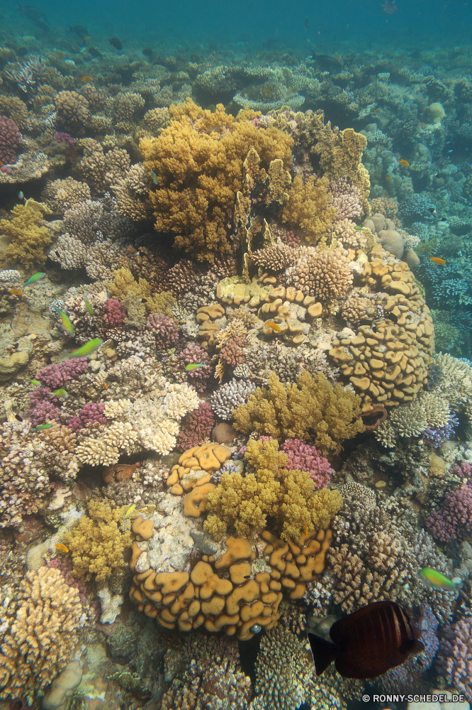 Lahami Bay Coral reef Riff Koralle Unterwasser Fisch Meer Grat Ozean Tropischer Wasser Marine Tier Tauchen aquatische natürliche Höhe Salzwasser exotische Tauchgang Polyp Tauchen coelenterate Wirbellose Kolonie bunte Reisen Sonnenlicht Sonne geologische formation tief Urlaub Exploration erkunden Tourismus Sonnenstrahl Leben hell Strahlen Strahl Traum Orte Hirnkoralle Unterwasser seelandschaft Farbe nass Blasen unter unter unter Entspannung Aquarium Steinkorallen Wildtiere Schwimmen Oberfläche Taucher Anemone Schule Salz welligkeit 3D Scuba diving Schnorcheln Tiefe Sommer Sonnenschein Licht weiche Fische klar Organismus Ruhe harte Korallen unter Wasser Sonnenstrahlen Szenen gelassene Tiere See friedliche ruhige frisch coral reef reef coral underwater fish sea ridge ocean tropical water marine animal diving aquatic natural elevation saltwater exotic dive polyp scuba coelenterate invertebrate colony colorful travel sunlight sun geological formation deep vacation exploration explore tourism sunbeam life bright rays ray dream places brain coral undersea seascape color wet bubbles beneath below under relaxation aquarium stony coral wildlife swimming surface diver anemone school salt ripple 3d scuba diving snorkeling depth summer sunshine light soft fishes clear organism calm hard coral submerged sunbeams scenes serene animals lake peaceful tranquil fresh