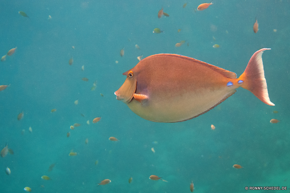 Lahami Bay Fisch Riff Meer Unterwasser Zitterrochen Aquarium Wasser Ozean Tropischer Strahl Koralle Marine aquatische Tauchen Goldfisch Salzwasser Coral reef Schwimmen exotische Tauchgang Schwimmen bunte Tauchen Wildtiere Leben Urlaub tief hell Grat Reisen Fische Schnapper Exploration Tourismus Blasen Farbe Tiere Haustier erkunden Tank Kolonie FIN Licht Wild natürliche Höhe Traum Ente Orange Türkis Unterwasser Tiefe Schließen Speisefische Bucht Erholung gelb Meerwasser Korallen Urlaub Wendekreis unter Haustiere Schwanz Umwelt- Schiff Blase lebendige Sceada Gold Sonne schwarz fish reef sea underwater electric ray aquarium water ocean tropical ray coral marine aquatic diving goldfish saltwater coral reef swim exotic dive swimming colorful scuba wildlife life vacation deep bright ridge travel fishes snapper exploration tourism bubbles color animals pet explore tank colony fin light wild natural elevation dream duck orange turquoise undersea depth close food fish bay recreation yellow seawater corals holiday tropic under pets tail environmental vessel bubble vivid drake gold sun black