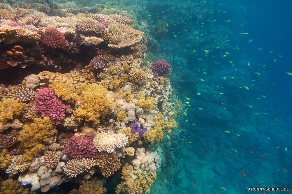 Lahami Bay Coral reef Riff Grat Unterwasser Koralle Fisch Meer Ozean natürliche Höhe Tauchen Tropischer Wasser Marine aquatische Tier Salzwasser Tauchgang exotische Tauchen geologische formation Kolonie Sonnenlicht Reisen tief Sonne Sonnenstrahl bunte Urlaub erkunden Leben Exploration hell Tourismus Taucher unter Orte Strahlen Strahl unter Blasen unter Wildtiere Traum Unterwasser Entspannung Farbe Scuba diving nass Schwimmen Tiefe Schule seelandschaft 3D Fische Salz welligkeit klar Licht Oberfläche Sonnenschein weiche transparente harte Korallen Anemone unter Wasser Schnorcheln Urlaub Sommer Tiere Sport Ruhe Aquarium Schnorchel Erholung Hirnkoralle coral reef reef ridge underwater coral fish sea ocean natural elevation diving tropical water marine aquatic animal saltwater dive exotic scuba geological formation colony sunlight travel deep sun sunbeam colorful vacation explore life exploration bright tourism diver below places rays ray beneath bubbles under wildlife dream undersea relaxation color scuba diving wet swimming depth school seascape 3d fishes salt ripple clear light surface sunshine soft transparent hard coral anemone submerged snorkeling holiday summer animals sport calm aquarium snorkel recreation brain coral