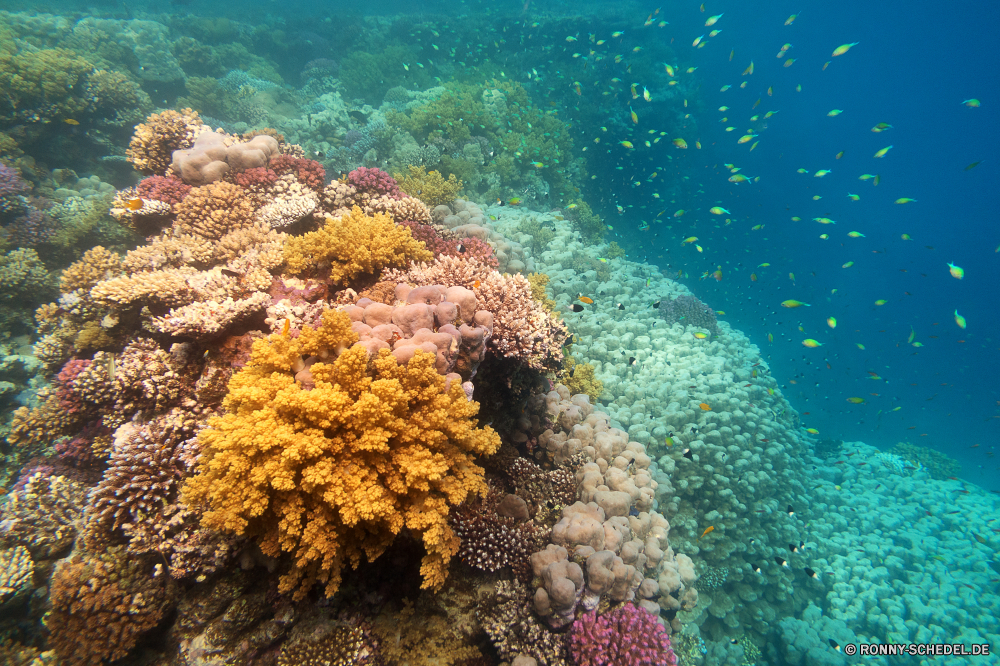 Lahami Bay Coral reef Riff Grat Unterwasser Koralle Fisch Meer Ozean natürliche Höhe Tauchen Tropischer Wasser Marine aquatische Tier Salzwasser Tauchgang exotische Tauchen Sonnenlicht geologische formation Kolonie Reisen Sonne Sonnenstrahl bunte Exploration tief Urlaub erkunden Leben Strahlen Tourismus unter Strahl hell unter Entspannung seelandschaft Taucher Orte unter Traum Farbe nass 3D welligkeit Blasen Unterwasser Schule Wildtiere Oberfläche Sonnenschein Scuba diving Fische Tiefe Licht Sommer unter Wasser transparente Schwimmen klar Urlaub ruhige Anemone Sonnenstrahlen Szenen Salz Sea urchin Wirbellose gelassene Reinheit Ruhe weiche Erholung ins Rollen Ruhe Flüssigkeit gerendert Stachelhäuter idyllische Hirnkoralle horizontale Tiere frische Luft See Aquarium Kopie atmosphärische Wellen hilfst du Raum dunkel Harmonie friedliche frisch coral reef reef ridge underwater coral fish sea ocean natural elevation diving tropical water marine aquatic animal saltwater dive exotic scuba sunlight geological formation colony travel sun sunbeam colorful exploration deep vacation explore life rays tourism below ray bright beneath relaxation seascape diver places under dream color wet 3d ripple bubbles undersea school wildlife surface sunshine scuba diving fishes depth light summer submerged transparent swimming clear holiday tranquil anemone sunbeams scenes salt sea urchin invertebrate serene purity calm soft recreation rolling tranquility liquid rendered echinoderm idyllic brain coral horizontal animals freshness lake aquarium copy waves atmospheric inviting space dark harmony peaceful fresh