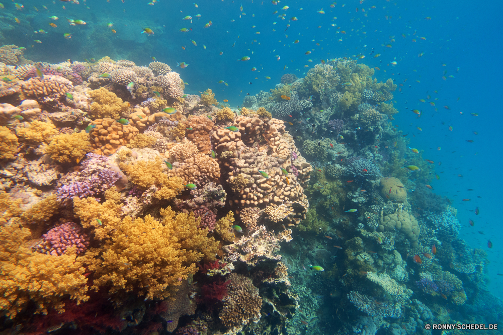 Lahami Bay Coral reef Riff Grat Unterwasser Koralle Fisch Meer Ozean natürliche Höhe Tauchen Wasser Tropischer Marine aquatische Tier Salzwasser Tauchen Tauchgang Sonnenlicht exotische geologische formation Sonne Sonnenstrahl Reisen Kolonie Strahlen Exploration tief bunte Urlaub Strahl erkunden Tourismus Taucher hell unter Entspannung unter Leben unter seelandschaft nass Orte welligkeit Traum 3D Farbe Blasen Fische Tiefe transparente Oberfläche Sonnenschein Scuba diving Unterwasser Flüssigkeit unter Wasser Schule Licht Reinheit Sonnenstrahlen Szenen gelassene Sommer See Ruhe frische Luft Erholung ins Rollen Wildtiere Aquarium Salz gerendert klar Schwimmen Harmonie Urlaub frisch ruhige weiche Kopie Meerwasser Raum dunkel Szene Ruhe Tiere coral reef reef ridge underwater coral fish sea ocean natural elevation diving water tropical marine aquatic animal saltwater scuba dive sunlight exotic geological formation sun sunbeam travel colony rays exploration deep colorful vacation ray explore tourism diver bright below relaxation beneath life under seascape wet places ripple dream 3d color bubbles fishes depth transparent surface sunshine scuba diving undersea liquid submerged school light purity sunbeams scenes serene summer lake calm freshness recreation rolling wildlife aquarium salt rendered clear swimming harmony holiday fresh tranquil soft copy seawater space dark scene tranquility animals