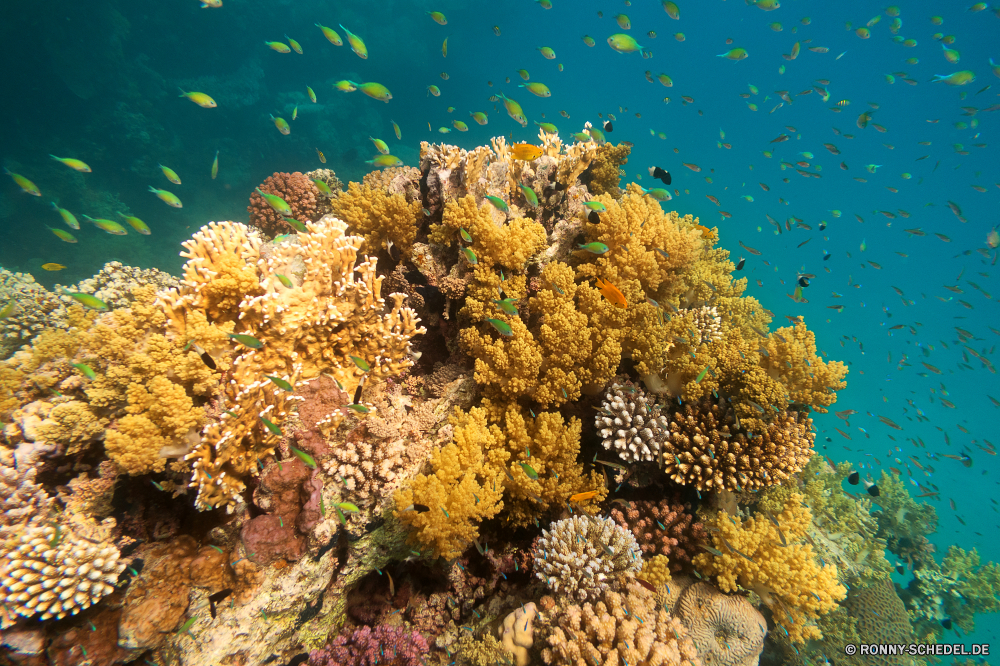 Lahami Bay Riff Baum woody plant Koralle Unterwasser Fisch Meer vascular plant Ozean Tropischer Wasser Marine Tauchen aquatische Tier Pflanze Salzwasser exotische Coral reef Tauchgang Herbst bunte Strauch Sonnenlicht Tauchen Reisen Farbe gelb Landschaft Kolonie fallen Urlaub Grat Sonne Tourismus Saison Blatt Park Exploration tief hell Ahorn erkunden Kraut Leben Blätter Wald Sonnenstrahl Bäume Sommer Akazie Strahlen Traum Himmel Orte seelandschaft natürliche Höhe im freien Blasen Strahl Unterwasser unter unter goldenseal Cassia Esche Belaubung Entspannung nationalen Aquarium Licht unter gelassene Orange Taucher Branch Wildtiere Berg Oberfläche Scuba diving Gras smoke tree Fels Golden Salz Hölzer horizontale See Ruhe weiche Kiefer Flora nass reef tree woody plant coral underwater fish sea vascular plant ocean tropical water marine diving aquatic animal plant saltwater exotic coral reef dive autumn colorful shrub sunlight scuba travel color yellow landscape colony fall vacation ridge sun tourism season leaf park exploration deep bright maple explore herb life leaves forest sunbeam trees summer acacia rays dream sky places seascape natural elevation outdoors bubbles ray undersea beneath below goldenseal cassia ash foliage relaxation national aquarium light under serene orange diver branch wildlife mountain surface scuba diving grass smoke tree rock golden salt woods horizontal lake calm soft pine flora wet