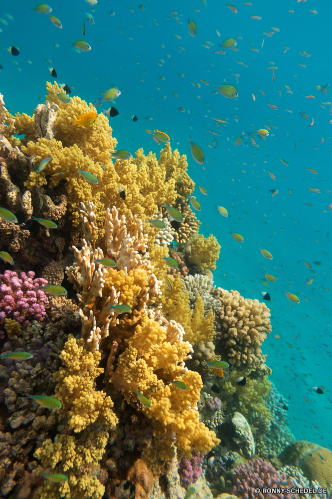 Lahami Bay Coral reef Riff Grat Unterwasser Koralle Fisch Meer natürliche Höhe Ozean Tauchen Tropischer Marine aquatische Wasser Tier Salzwasser exotische Tauchgang Sonnenlicht Tauchen Sonne geologische formation Kolonie Sonnenstrahl Reisen bunte Strahlen tief Exploration Urlaub erkunden hell Tourismus Strahl Leben Farbe unter unter Entspannung nass Orte Licht seelandschaft Traum Unterwasser welligkeit Herbst 3D Taucher unter Blasen Sommer Sonnenschein Schule Baum Landschaft Park gelb klar Flüssigkeit Aquarium Saison See Scuba diving transparente Fische Oberfläche Salz Wald Urlaub Reinheit frische Luft nationalen fallen weiche Wildtiere unter Wasser Bäume Tiefe Himmel Ruhe Erholung Anemone Sonnenstrahlen Szenen Blätter frisch Pflanze Szene Blatt Schwimmen gelassene idyllische horizontale Harmonie Kopie coral reef reef ridge underwater coral fish sea natural elevation ocean diving tropical marine aquatic water animal saltwater exotic dive sunlight scuba sun geological formation colony sunbeam travel colorful rays deep exploration vacation explore bright tourism ray life color beneath below relaxation wet places light seascape dream undersea ripple autumn 3d diver under bubbles summer sunshine school tree landscape park yellow clear liquid aquarium season lake scuba diving transparent fishes surface salt forest holiday purity freshness national fall soft wildlife submerged trees depth sky calm recreation anemone sunbeams scenes leaves fresh plant scene leaf swimming serene idyllic horizontal harmony copy