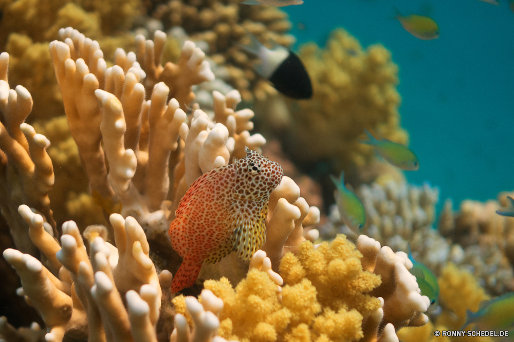 Lahami Bay Riff Unterwasser Koralle Meer Polyp Anemonenfisch Fisch Ozean Tropischer Marine Tauchen coelenterate Wasser Wirbellose aquatische Salzwasser Coral reef Tauchgang exotische Tauchen tief Kolonie bunte Grat Reisen Sonnenlicht Urlaub erkunden Sonne Exploration Leben Tourismus Sonnenstrahl hell natürliche Höhe Tier Wildtiere Anemone Orte Aquarium Strahl Traum Organismus Farbe Unterwasser unter unter Strahlen Blasen Tiefe unter Seeanemone Schnorcheln Salz Schwimmen Entspannung Taucher Fische nass seelandschaft 3D Scuba diving Schule Schnapper Licht geologische formation Sonnenschein Sommer Oberfläche Schnorchel klar schwarz ruhige weiche reef underwater coral sea polyp anemone fish fish ocean tropical marine diving coelenterate water invertebrate aquatic saltwater coral reef dive exotic scuba deep colony colorful ridge travel sunlight vacation explore sun exploration life tourism sunbeam bright natural elevation animal wildlife anemone places aquarium ray dream organism color undersea beneath below rays bubbles depth under sea anemone snorkeling salt swimming relaxation diver fishes wet seascape 3d scuba diving school snapper light geological formation sunshine summer surface snorkel clear black tranquil soft