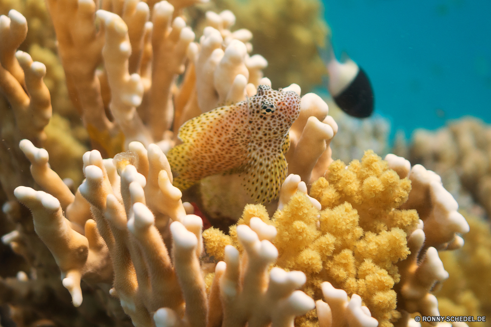 Lahami Bay Coral reef Riff Grat Unterwasser Koralle Meer Fisch Tropischer Ozean Marine natürliche Höhe Wasser Tauchen aquatische exotische Tauchgang Salzwasser Tauchen Tier Kolonie tief geologische formation bunte Urlaub Reisen erkunden Sonnenlicht Exploration Tourismus Leben Sonne Aquarium Sonnenstrahl hell Wildtiere Orte Traum Unterwasser Schwimmen Blasen unter unter Polyp Wirbellose Anemonenfisch unter Strahl Taucher Schnorcheln Farbe Tiefe Schule Strahlen seelandschaft Anemone Entspannung coelenterate 3D Scuba diving Schnorchel Fische Salz nass Wendekreis Licht Tiere Sport Schnapper weiche Sommer coral reef reef ridge underwater coral sea fish tropical ocean marine natural elevation water diving aquatic exotic dive saltwater scuba animal colony deep geological formation colorful vacation travel explore sunlight exploration tourism life sun aquarium sunbeam bright wildlife places dream undersea swimming bubbles beneath below polyp invertebrate anemone fish under ray diver snorkeling color depth school rays seascape anemone relaxation coelenterate 3d scuba diving snorkel fishes salt wet tropic light animals sport snapper soft summer