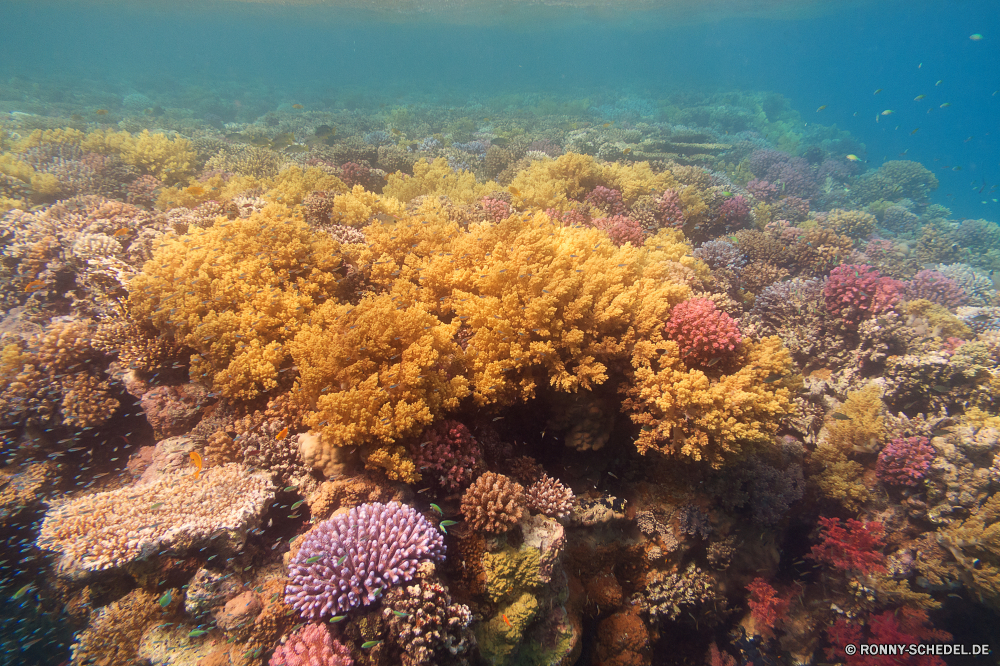 Lahami Bay Coral reef Riff Koralle Grat Unterwasser Fisch Meer Ozean Tropischer Tier Marine Tauchen natürliche Höhe Wasser aquatische Salzwasser Tauchgang exotische Tauchen Kolonie Sonnenlicht Reisen geologische formation bunte Sonne tief erkunden Urlaub Exploration Polyp Sonnenstrahl Leben Tourismus Wirbellose coelenterate hell Orte Strahlen Traum unter Strahl Unterwasser unter Blasen Farbe nass Entspannung seelandschaft Schule Wildtiere Licht Scuba diving Schwimmen welligkeit Sonnenschein Taucher 3D Urlaub Aquarium Anemone Fische Salz unter weiche Sommer klar Flüssigkeit Sea urchin transparente Oberfläche Tiefe Stachelhäuter Tiere Reinheit coral reef reef coral ridge underwater fish sea ocean tropical animal marine diving natural elevation water aquatic saltwater dive exotic scuba colony sunlight travel geological formation colorful sun deep explore vacation exploration polyp sunbeam life tourism invertebrate coelenterate bright places rays dream below ray undersea beneath bubbles color wet relaxation seascape school wildlife light scuba diving swimming ripple sunshine diver 3d holiday aquarium anemone fishes salt under soft summer clear liquid sea urchin transparent surface depth echinoderm animals purity