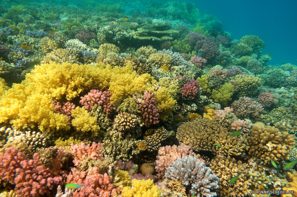 Lahami Bay Riff Coral reef Grat Unterwasser Koralle Fisch Meer Strauch natürliche Höhe Ozean Tropischer Wasser woody plant Marine Tauchgang aquatische Tier Salzwasser smoke tree Tauchen vascular plant bunte exotische Herbst Pflanze Reisen fallen Kolonie Tauchen Landschaft Baum Tourismus geologische formation Saison Urlaub Bäume Sonnenlicht Farbe tief Leben Park Sonne gelb Blätter erkunden Exploration hell Wald Orte Berg Traum Unterwasser Pflanzen Garten Fels im freien Sonnenstrahl Licht Blasen Szene Sommer Himmel Belaubung Blatt Taucher nationalen Scuba diving im freien Salz klar Polyp natürliche Flora Wildtiere unter unter Entwicklung des ländlichen Stein Stechginster weiche Aquarium Farben Gras saisonale Orange seelandschaft coelenterate Kraut Berge Ruhe Landschaft ruhige Szenerie Horizont Blume Schule nass Tag reef coral reef ridge underwater coral fish sea shrub natural elevation ocean tropical water woody plant marine dive aquatic animal saltwater smoke tree diving vascular plant colorful exotic autumn plant travel fall colony scuba landscape tree tourism geological formation season vacation trees sunlight color deep life park sun yellow leaves explore exploration bright forest places mountain dream undersea plants garden rock outdoor sunbeam light bubbles scene summer sky foliage leaf diver national scuba diving outdoors salt clear polyp natural flora wildlife beneath below rural stone gorse soft aquarium colors grass seasonal orange seascape coelenterate herb mountains calm countryside tranquil scenery horizon flower school wet day