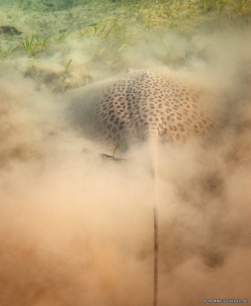 Lahami Bay Düne Säugetier Tier Wasser Pflanze Wildtiere Kaktus Ei Textur Raubtier Meer Tropischer Stachelschwein Sand natürliche Safari Muster exotische Ozean Farbe Schließen Wild Nagetier Unterwasser Fisch Marine Katze gelb Baum Koralle Gepard Oberfläche Reisen Igel Riff closeup Leopard Sonne Blasen Katzenartige Tapete Park Tauchgang Fleischfresser Boden getupft scharfe Sommer Licht Erde hell stachelige klar Leben Wirbelsäule Säugetiere reservieren alt Braun Gestaltung Drop Detail schwarz Flora Urlaub nass Wüste texturierte dune mammal animal water plant wildlife cactus egg texture predator sea tropical porcupine sand natural safari pattern exotic ocean color close wild rodent underwater fish marine cat yellow tree coral cheetah surface travel hedgehog reef closeup leopard sun bubbles feline wallpaper park dive carnivore soil spotted sharp summer light earth bright prickly clear life spine mammals reserve old brown design drop detail black flora holiday wet desert textured