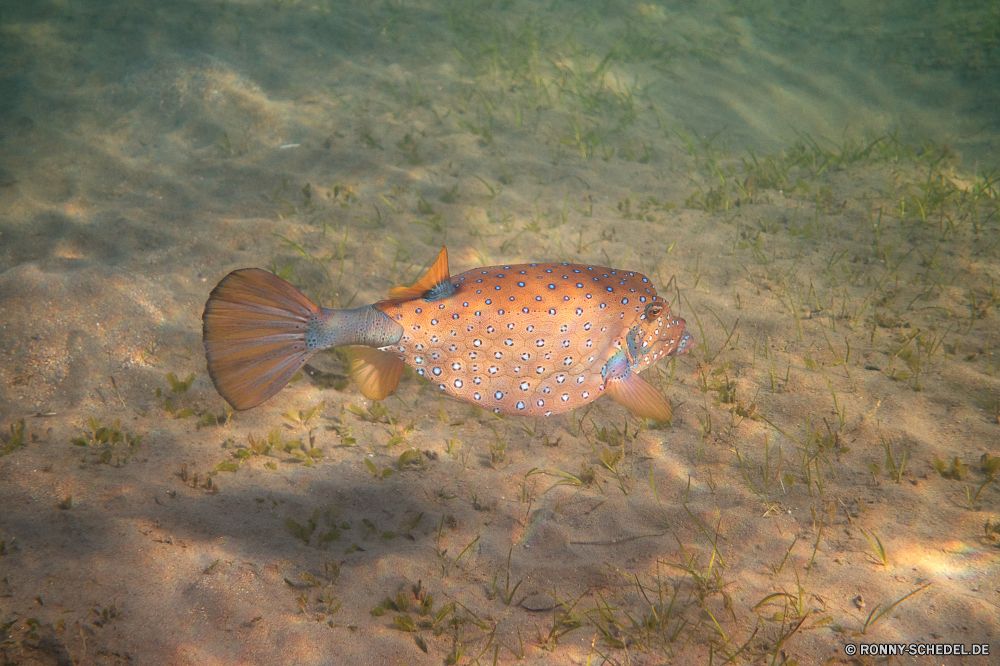 Lahami Bay Fisch Meer Unterwasser Riff Wasser Ozean Tropischer Schildkröte Koralle Unechte Karettschildkröte Mondfisch Marine Meeresschildkröte exotische aquatische Tauchgang Tauchen Reisen spiny-finned fish Tauchen Urlaub Salzwasser Schwimmen Tourismus Aquarium Kolonie bunte Strahl Wildtiere erkunden Wirbellose tief Leben Exploration Schnapper Traum Orte Schwimmen Blasen Stechrochen Gliederfüßer Kugelfisch horseshoe crab Abenteuer Farbe hell Sonnenlicht Tank im freien Sommer Krabbe Zitterrochen Strand Tiere Sport Sonne Taucher eine Unterwasser Türkis Schnorcheln Rock-Krabbe Tierwelt Klima Umgebung Hut Insel Reptil fish sea underwater reef water ocean tropical turtle coral loggerhead sunfish marine sea turtle exotic aquatic dive diving travel spiny-finned fish scuba vacation saltwater swimming tourism aquarium colony colorful ray wildlife explore invertebrate deep life exploration snapper dream places swim bubbles stingray arthropod puffer horseshoe crab adventure color bright sunlight tank outdoors summer crab electric ray beach animals sport sun diver one undersea turquoise snorkeling rock crab fauna climate environment hat island reptile