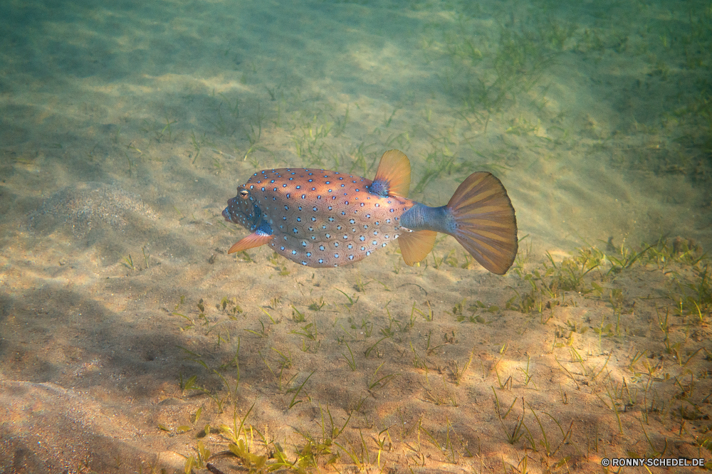 Lahami Bay Fisch Meer Unterwasser Riff Ozean Koralle Wasser Tropischer Unechte Karettschildkröte Schildkröte Marine Strahl Tauchen Meeresschildkröte aquatische Tauchgang Tauchen Stechrochen exotische horseshoe crab Reisen Wirbellose Urlaub Salzwasser Gliederfüßer Schwimmen Zitterrochen Tourismus Schwimmen tief Leben Wildtiere bunte Kolonie Aquarium erkunden Tiere Taucher Wild hell Exploration Unterwasser Schnorcheln Blasen Traum Coral reef Orte Sonnenlicht Tierwelt Abenteuer Farbe Sport Türkis Sonne unter seelandschaft Klima Urlaub Insel coelenterate unten Schnorchel klar Strand Schnapper Reptil unter Tropen Sommer Spaß Schule fish sea underwater reef ocean coral water tropical loggerhead turtle marine ray diving sea turtle aquatic dive scuba stingray exotic horseshoe crab travel invertebrate vacation saltwater arthropod swimming electric ray tourism swim deep life wildlife colorful colony aquarium explore animals diver wild bright exploration undersea snorkeling bubbles dream coral reef places sunlight fauna adventure color sport turquoise sun under seascape climate holiday island coelenterate bottom snorkel clear beach snapper reptile below tropics summer fun school