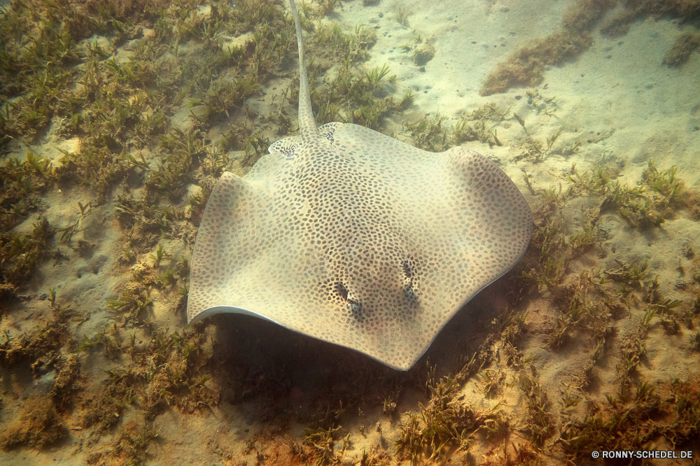 Lahami Bay Stechrochen Strahl Fisch Unterwasser Meer Ozean Wasser Riff Koralle Tropischer Marine Tauchgang exotische Urlaub aquatische Salzwasser Reisen Tauchen Tourismus erkunden Tauchen Blasen bunte Kolonie Orte Traum Exploration Strand Sand tief Zitterrochen Schwimmen Schnorcheln Wildtiere Küste Leben Aquarium Schließen Sonne Schwimmen Felsen Insel Sport Textur Schnapper Taucher Schnorchel Pazifik nass Unterwasser hell Tiefe Sommer Entspannung Tiere Farbe schwarz Urlaub stingray ray fish underwater sea ocean water reef coral tropical marine dive exotic vacation aquatic saltwater travel scuba tourism explore diving bubbles colorful colony places dream exploration beach sand deep electric ray swim snorkeling wildlife coast life aquarium close sun swimming rocks island sport texture snapper diver snorkel pacific wet undersea bright depth summer relaxation animals color black holiday