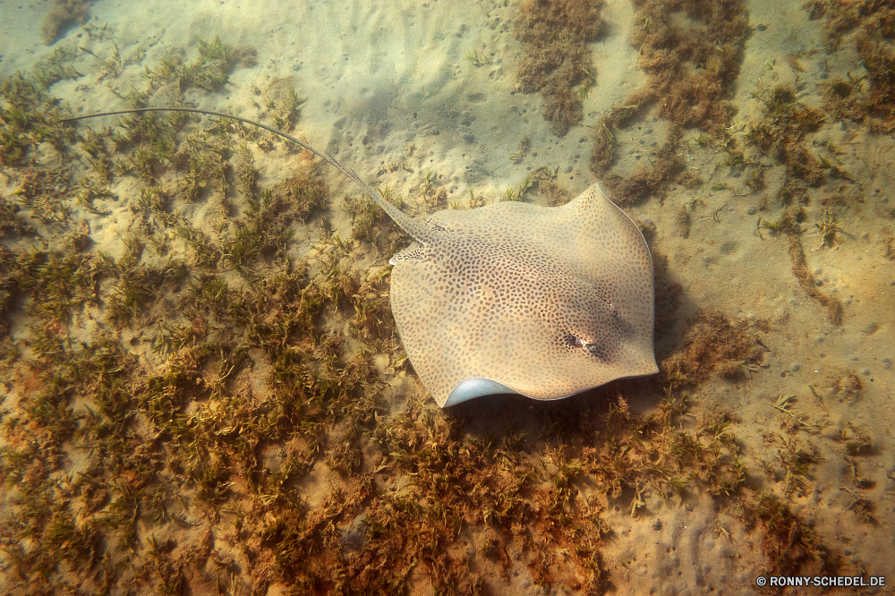 Lahami Bay Stechrochen Strahl Fisch Unterwasser Meer Ozean Wasser Riff Tropischer Koralle Marine aquatische Tauchgang exotische Urlaub Salzwasser Tauchen Reisen bunte Blasen Tourismus Tauchen Traum erkunden Zitterrochen Kolonie Orte tief Strand Sand Exploration Textur hell schwarz Schwimmen Schließen Aquarium Sonne Taucher Pazifik Schwimmen gelb Farbe Wildtiere Schnapper Unterwasser Leben Wendekreis Sommer Sport Urlaub stingray ray fish underwater sea ocean water reef tropical coral marine aquatic dive exotic vacation saltwater diving travel colorful bubbles tourism scuba dream explore electric ray colony places deep beach sand exploration texture bright black swimming close aquarium sun diver pacific swim yellow color wildlife snapper undersea life tropic summer sport holiday