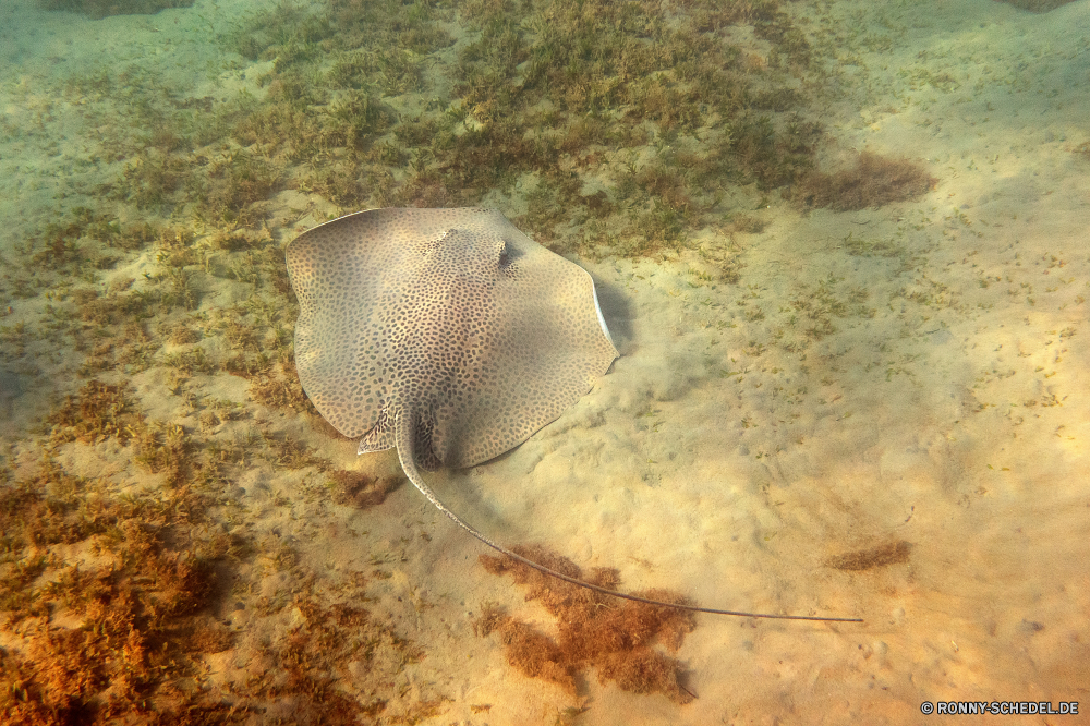 Lahami Bay Strahl Zitterrochen Stechrochen Fisch Elefant Safari Wildtiere Säugetier Sand Wild Wasser Meer Park Reisen Kofferraum nationalen Ozean Textur Strand Lumb Ohren Tiere Elefanten Küste Tourismus Süden Oberfläche Urlaub Tropischer gefährdet natürliche Erhaltung Elfenbein Umgebung fünf Muster Baum Riese im freien reservieren Detail Küste starke Landschaft texturierte Schließen Koralle Stärke Ufer Rau Hintergründe nass Spiel Gras Pflanzenfresser sandigen Unterwasser Sommer alt zu Fuß macht Wüste Material Männchen ray electric ray stingray fish elephant safari wildlife mammal sand wild water sea park travel trunk national ocean texture beach tusk ears animals elephants coast tourism south surface vacation tropical endangered natural conservation ivory environment five pattern tree giant outdoors reserve detail coastline strong landscape textured close coral strength shore rough backgrounds wet game grass herbivore sandy underwater summer old walk power desert material male