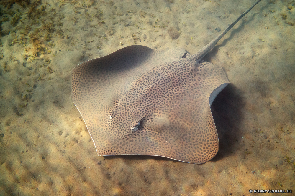 Lahami Bay Stechrochen Strahl Fisch Meer Ozean Wasser Zitterrochen Tropischer Unterwasser Koralle Sand Urlaub Reisen Riff Marine Strand aquatische exotische Salzwasser Tauchgang Tauchen Küste Tauchen bunte Schwimmen Tourismus erkunden Blasen Sommer Textur Schwimmen Sonne Kolonie Traum Ufer Entspannung Orte Urlaub Insel Pazifik Schließen Entspannen Sie sich Spaß Aquarium Welle sandigen Exploration Küste Wellen nass Wildtiere Leben stingray ray fish sea ocean water electric ray tropical underwater coral sand vacation travel reef marine beach aquatic exotic saltwater dive diving coast scuba colorful swim tourism explore bubbles summer texture swimming sun colony dream shore relaxation places holiday island pacific close relax fun aquarium wave sandy exploration coastline waves wet wildlife life