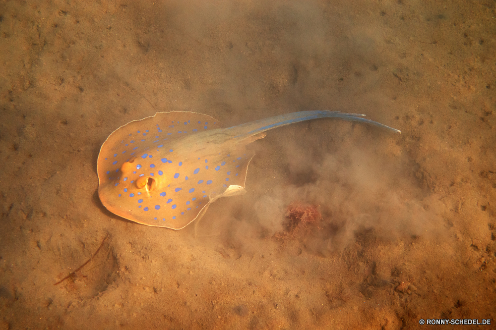 Lahami Bay Wirbellose Qualle coelenterate Tier Wasser Meer Ozean Fisch Stechrochen Strahl Schließen nass Flüssigkeit Licht Textur transparente Unterwasser Glas Drop Regen Sand klar Wissenschaft Tropfen closeup Strand Raum Tröpfchen Reflexion Sternen Tropischer Reinigen Urlaub Farbe Aqua Form Entspannung Urlaub Umgebung Planeten Reisen hell Entspannen Sie sich dunkel Sommer Kühl kalt Leben Marine Blasen Blase Kunst Gestaltung Tapete Trinken frische Luft Muster exotische Hintergründe Küste Grafik Nacht Oberfläche Medizin schwarz Riff Tauchen Mond erfrischende Himmel Gesundheit welligkeit Wolken platsch Strömung Erde Sonne Zitterrochen invertebrate jellyfish coelenterate animal water sea ocean fish stingray ray close wet liquid light texture transparent underwater glass drop rain sand clear science drops closeup beach space droplet reflection stars tropical clean vacation color aqua shape relaxation holiday environment planets travel bright relax dark summer cool cold life marine bubbles bubble art design wallpaper drink freshness pattern exotic backgrounds coast graphic night surface medicine black reef diving moon refreshing sky health ripple clouds splash flow earth sun electric ray