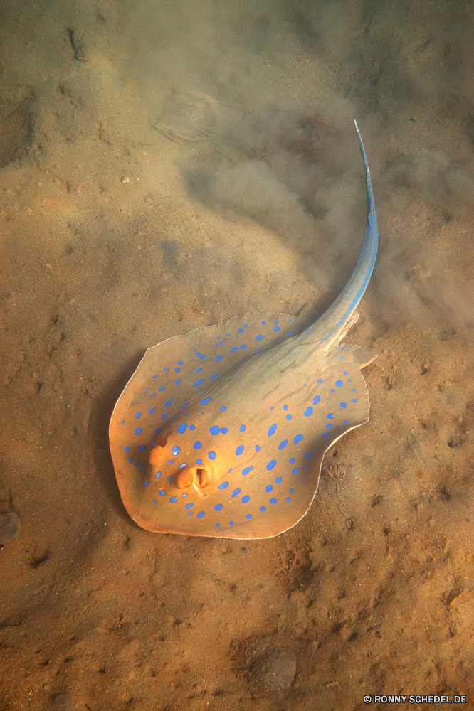 Lahami Bay Stechrochen Strahl Wirbellose Plattwürmer Fisch Wurm Meer Wasser Sand Strand Ozean coelenterate Textur Schließen Urlaub Sommer Tapete Tropischer nass Unterwasser Reisen alt schmutzig Entspannung Muster Oberfläche gelb Welle Farbe Papier Koralle Riff Marine Küste bunte im Alter von Küste aquatische Sonne Entspannen Sie sich Kunst Jahrgang Gestaltung Hintergründe Zitterrochen closeup Pergament leere Fuß Verwittert Resort Ufer Hintergrund Rau Antik Antike Verfall leere Grunge Alter Blasen Regen Tourismus Umgebung Hinweis Brief exotische malen Kühl texturierte stingray ray invertebrate flatworm fish worm sea water sand beach ocean coelenterate texture close vacation summer wallpaper tropical wet underwater travel old dirty relaxation pattern surface yellow wave color paper coral reef marine coastline colorful aged coast aquatic sun relax art vintage design backgrounds electric ray closeup parchment empty foot weathered resort shore backdrop rough antique ancient decay blank grunge age bubbles rain tourism environment note letter exotic paint cool textured