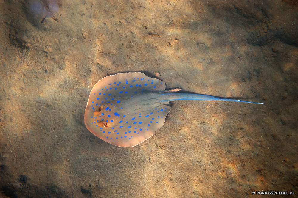 Lahami Bay horseshoe crab Gliederfüßer Wirbellose Stechrochen Strahl Fisch Schließen Essen coelenterate Objekt Schmutzfänger Organismus Silber Löffel schwarz Kochen Schläger Ausrüstung Küche Maus behandeln Sport Metall gesund utensil Filter Mittagessen Farbe Sand Mahlzeit Scroll Computer Werkzeug Meer Abendessen closeup Essen Klicken Sie auf Wasser einzelne Technologie Zitterrochen Stahl Geschirr Schaltfläche " optische gelb Kabel niemand Snack Strand Essen Freizeit Gerät Kugel Zeiger Schnur Ozean Wettbewerb Hintergründe Ernährung Startseite Spiel moderne horseshoe crab arthropod invertebrate stingray ray fish close food coelenterate object strainer organism silver spoon black cooking racket equipment kitchen mouse handle sport metal healthy utensil filter lunch color sand meal scroll computer tool sea dinner closeup eating click water single technology electric ray steel kitchenware button optical yellow cable nobody snack beach eat leisure device ball pointer cord ocean competition backgrounds diet home game modern